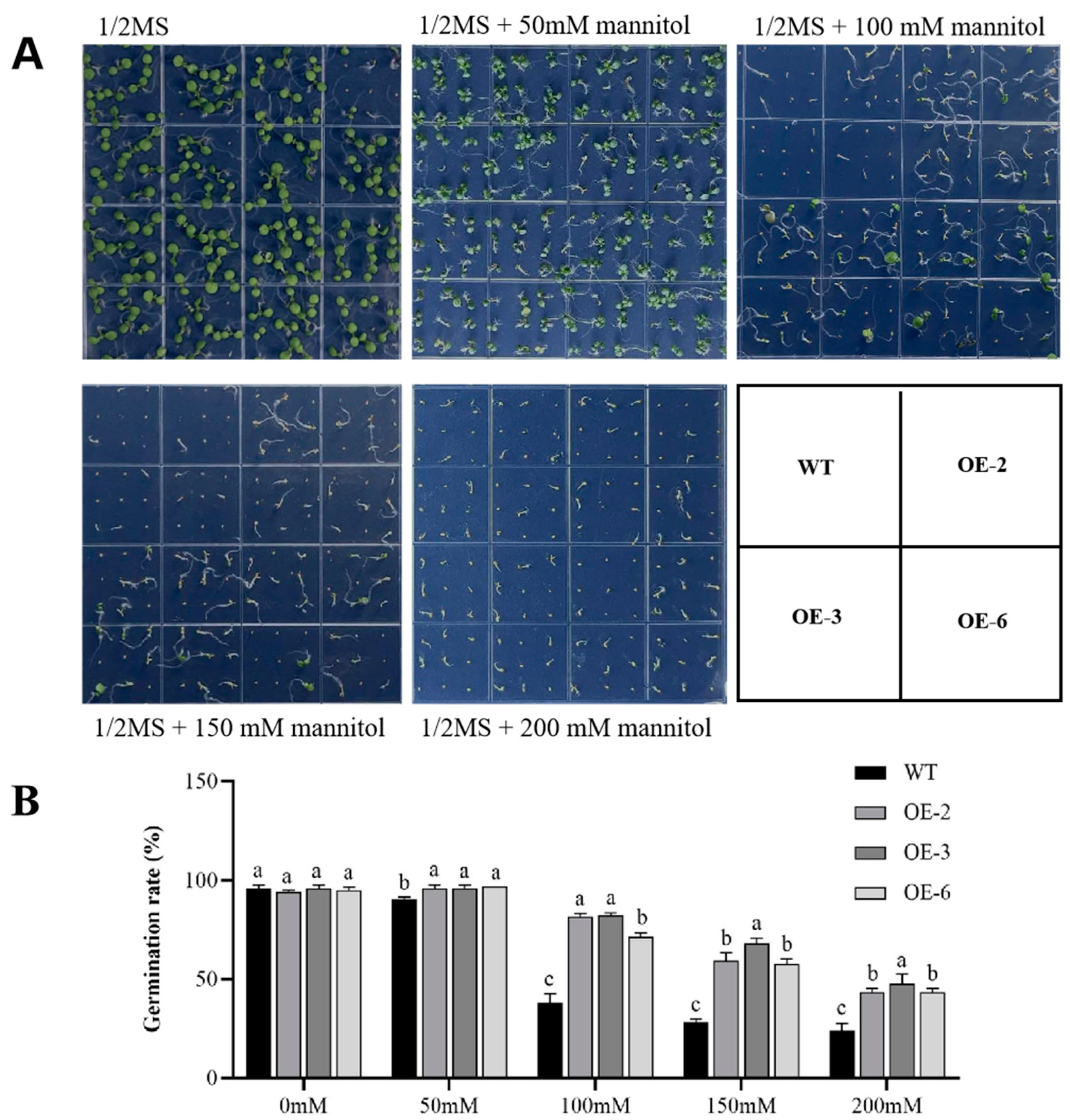 Plants 13 01651 g005