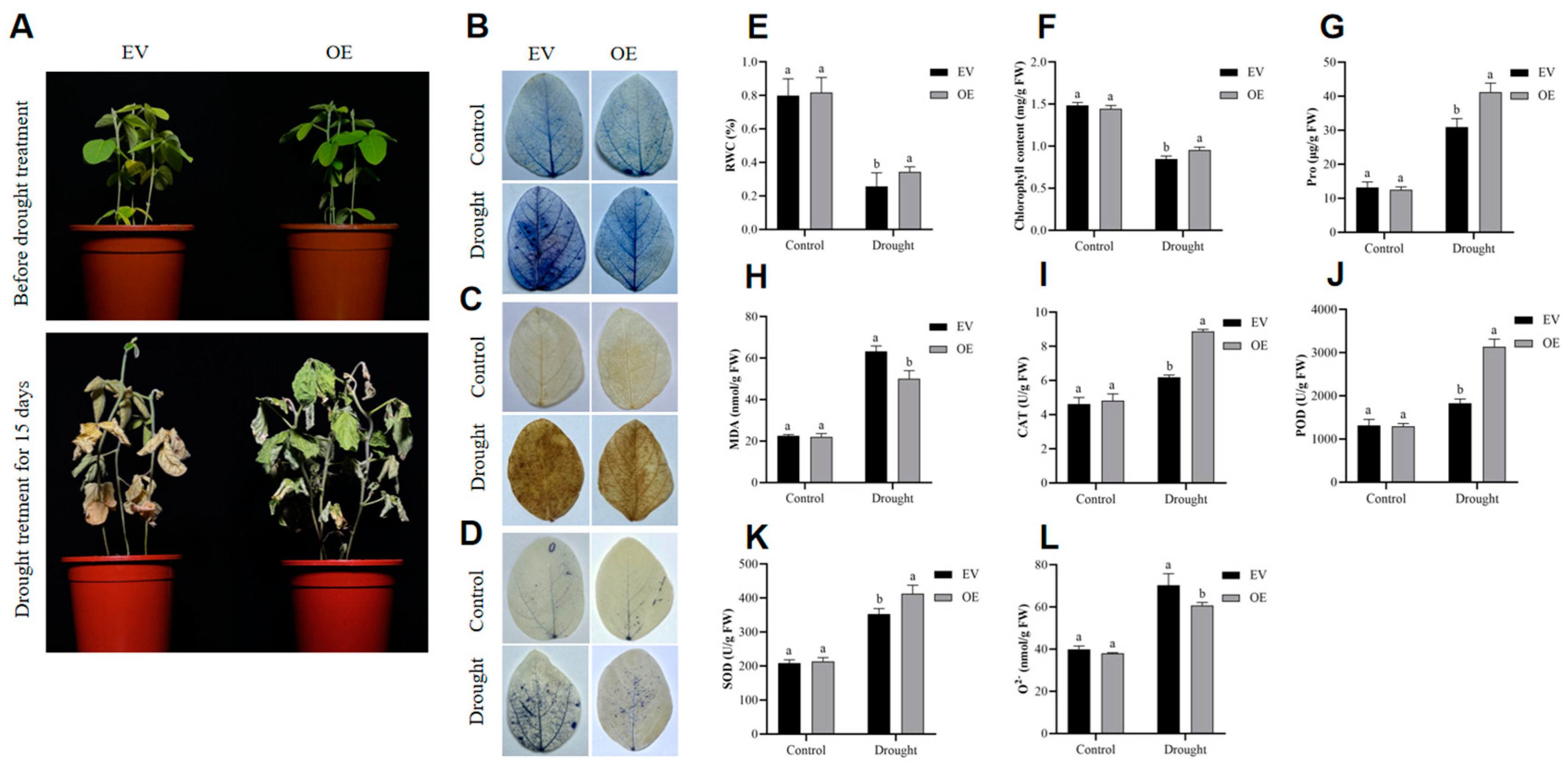 Plants 13 01651 g007