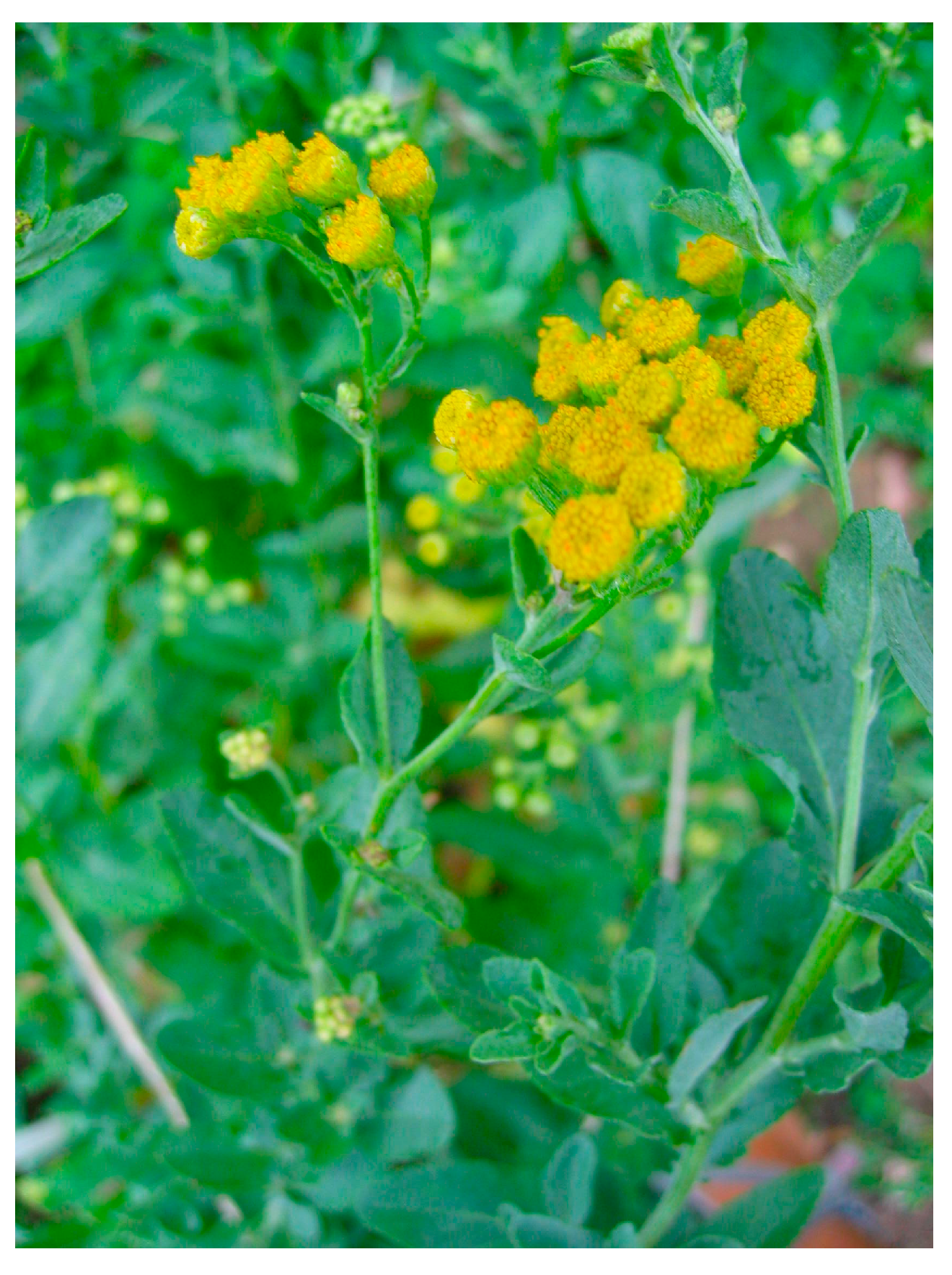 Plants 13 01652 g001