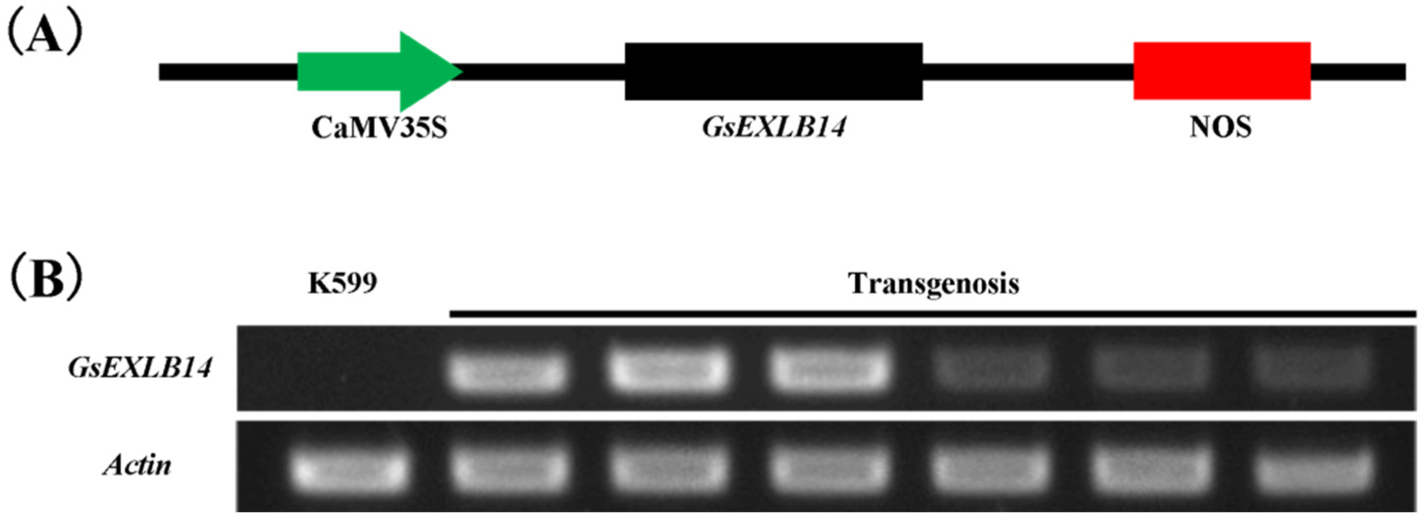 Plants 13 01656 g003