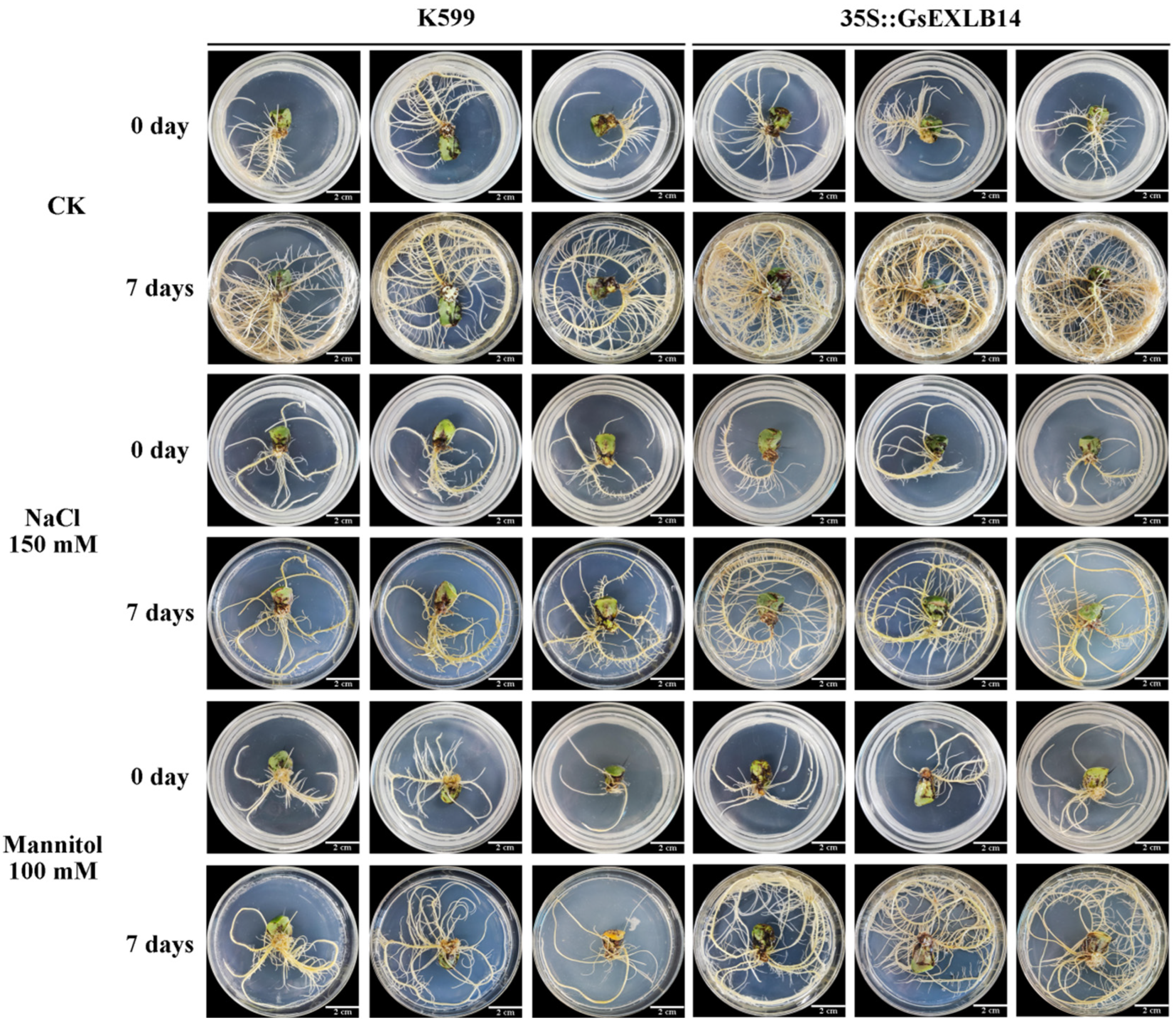 Plants 13 01656 g004