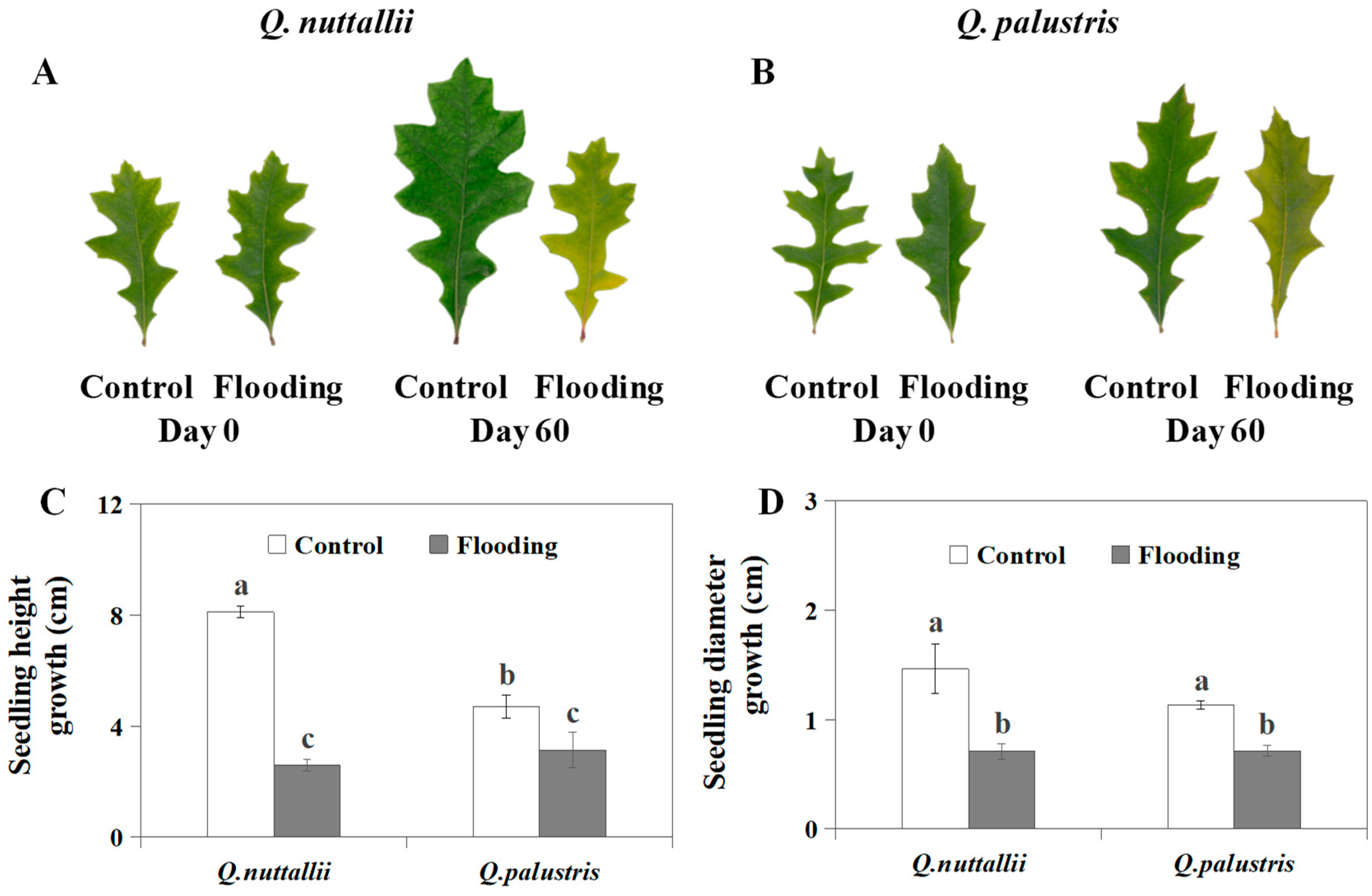 Plants 13 01658 g001