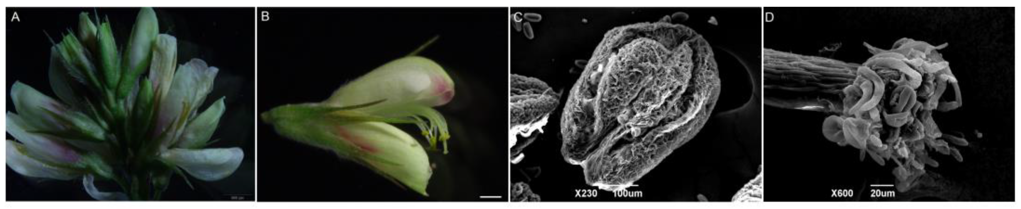 Plants 13 01661 g001