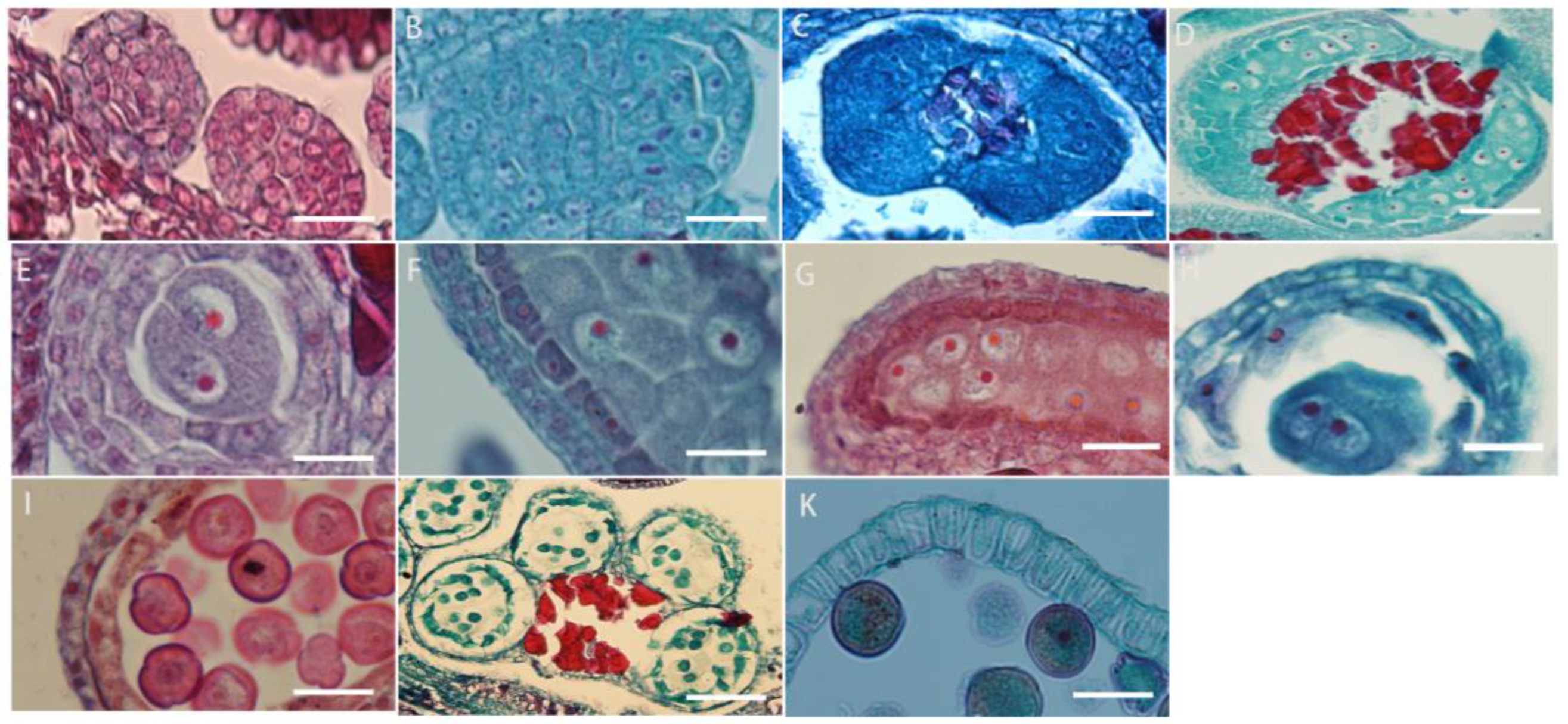 Plants 13 01661 g004