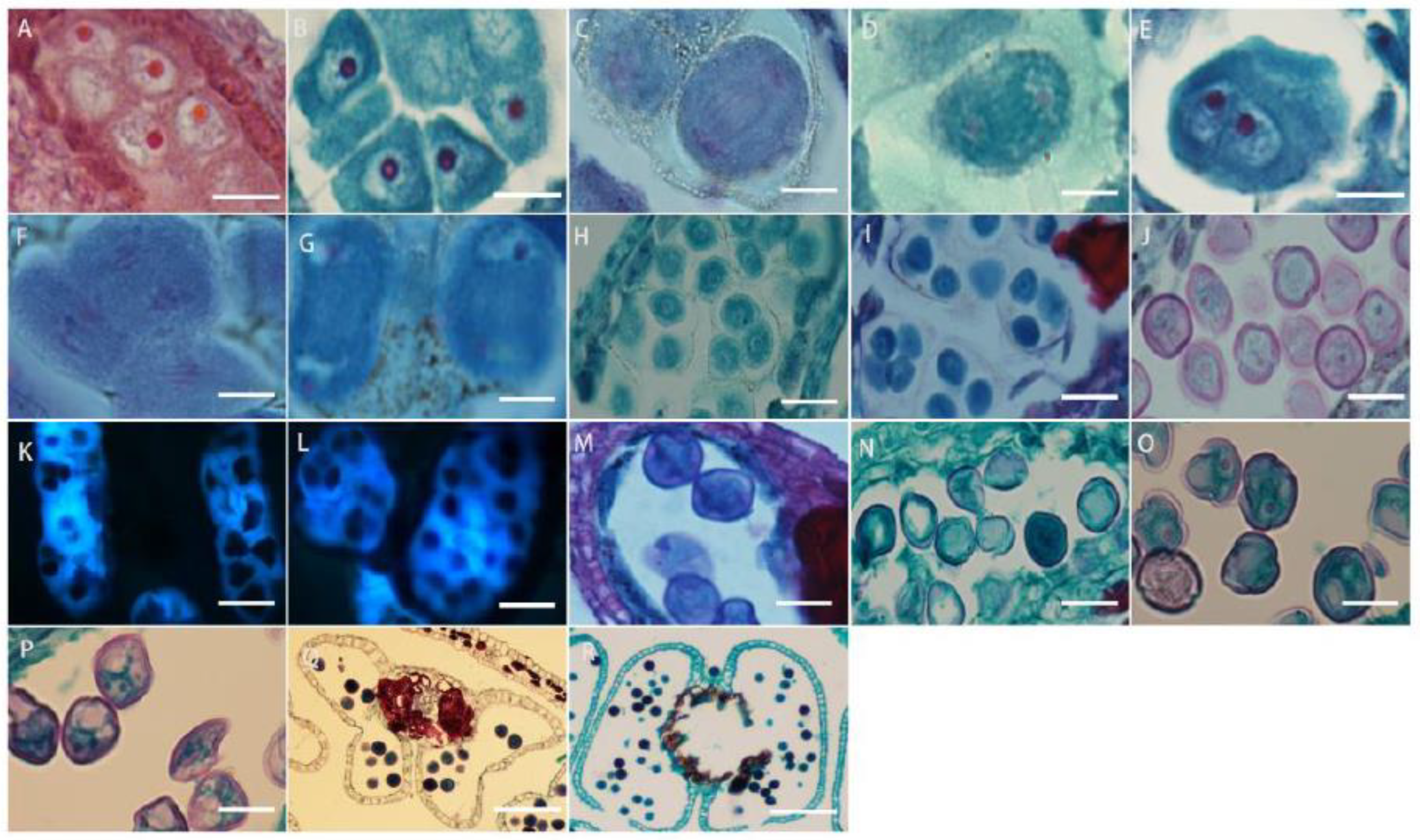 Plants 13 01661 g005