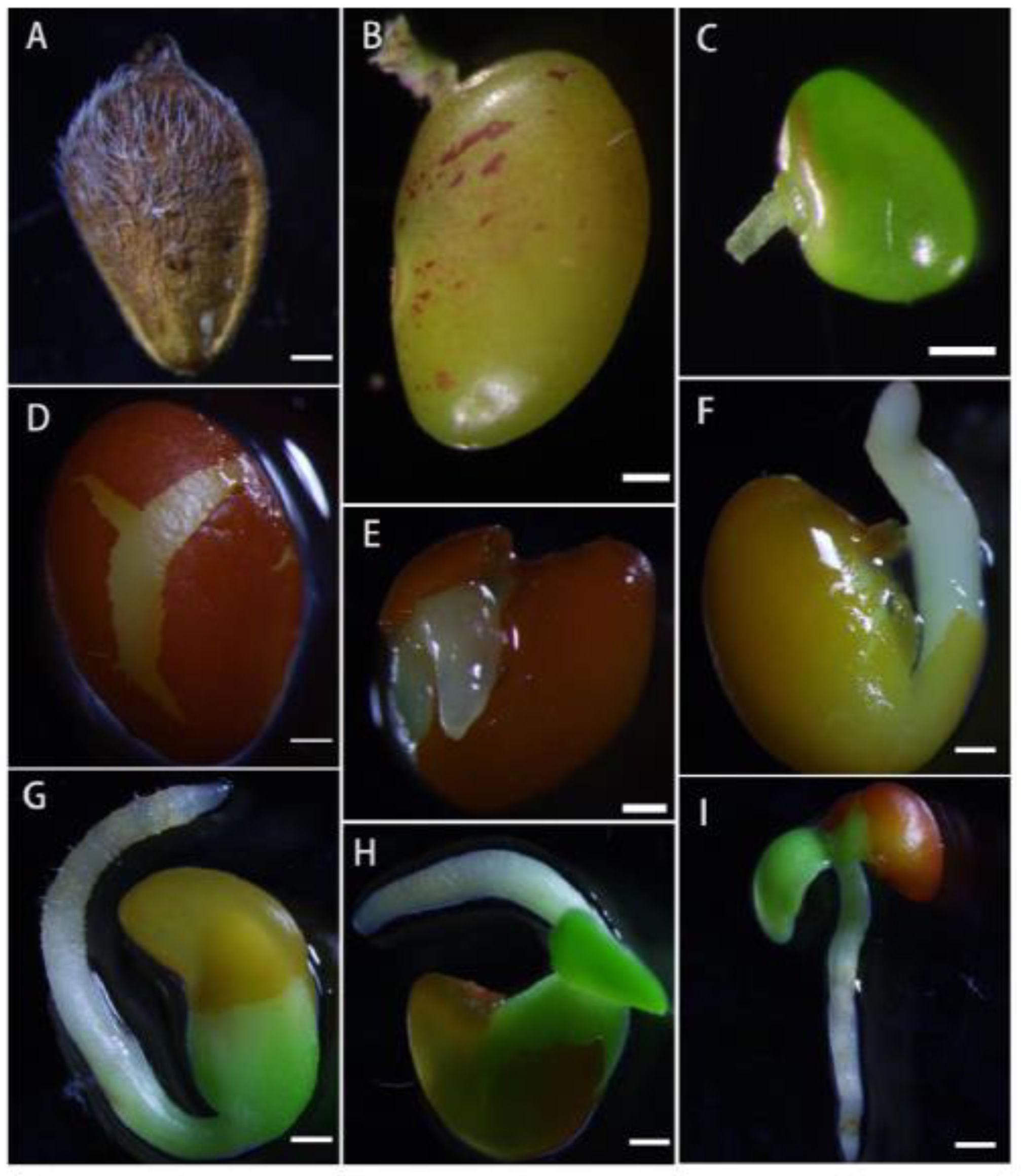 Plants 13 01661 g009