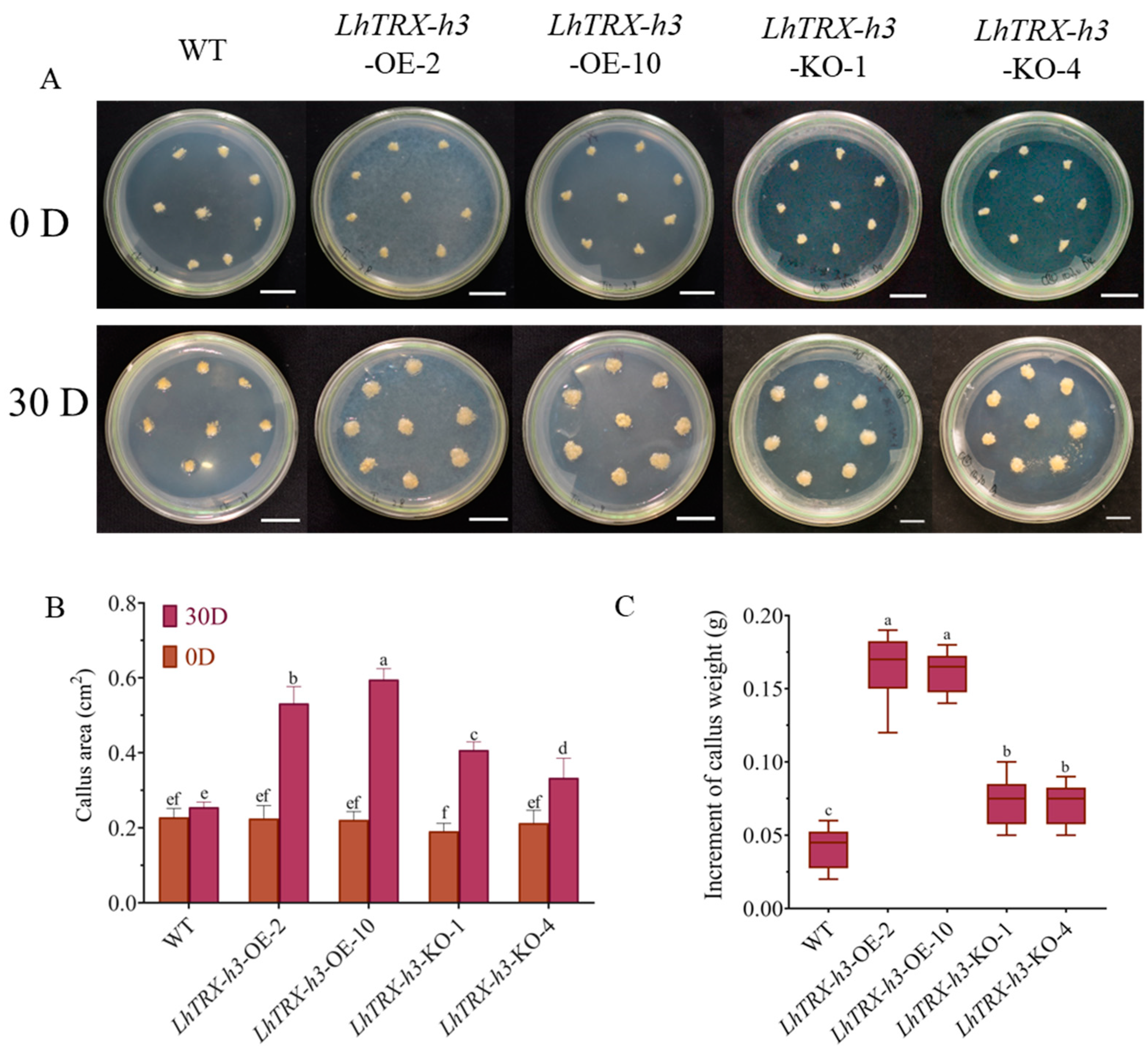 Plants 13 01674 g008