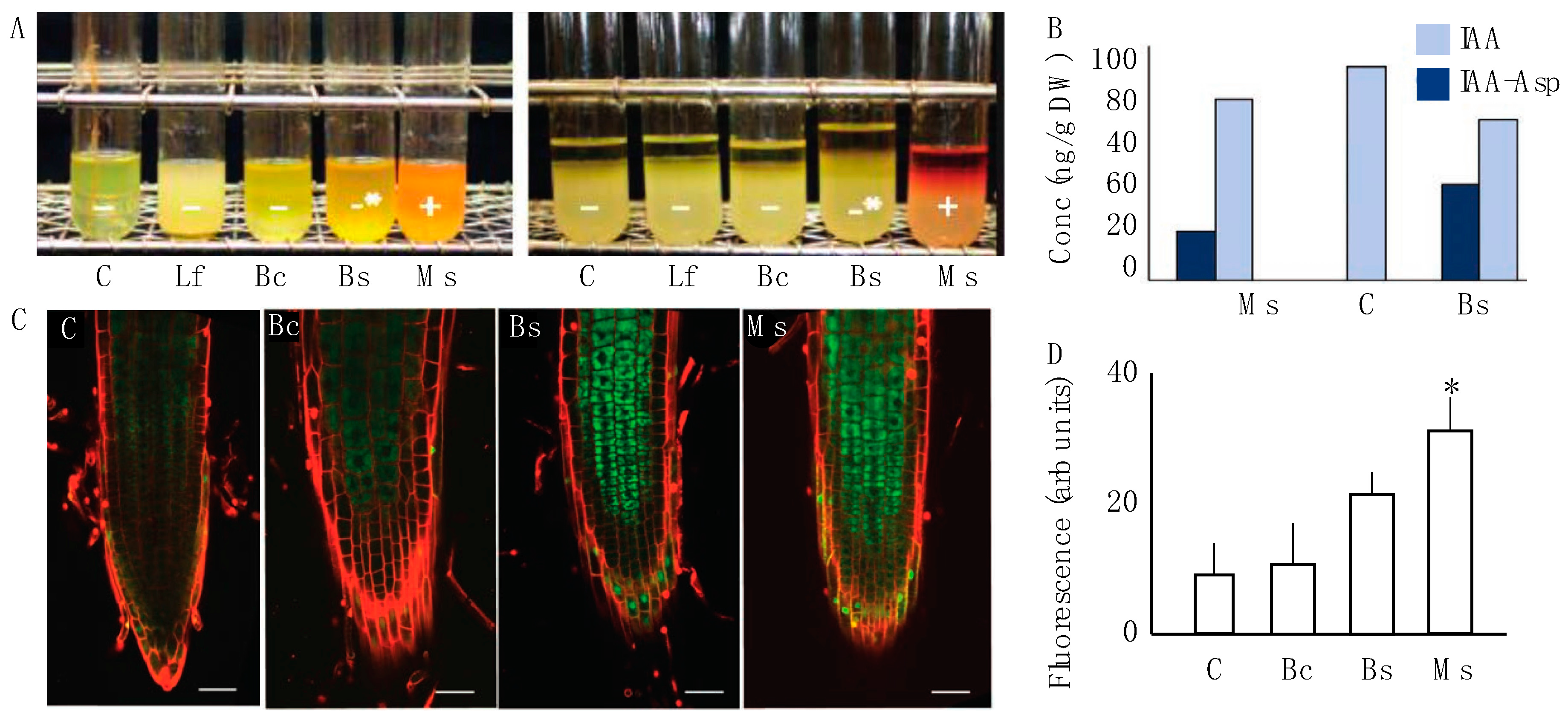 Plants 13 01677 g002