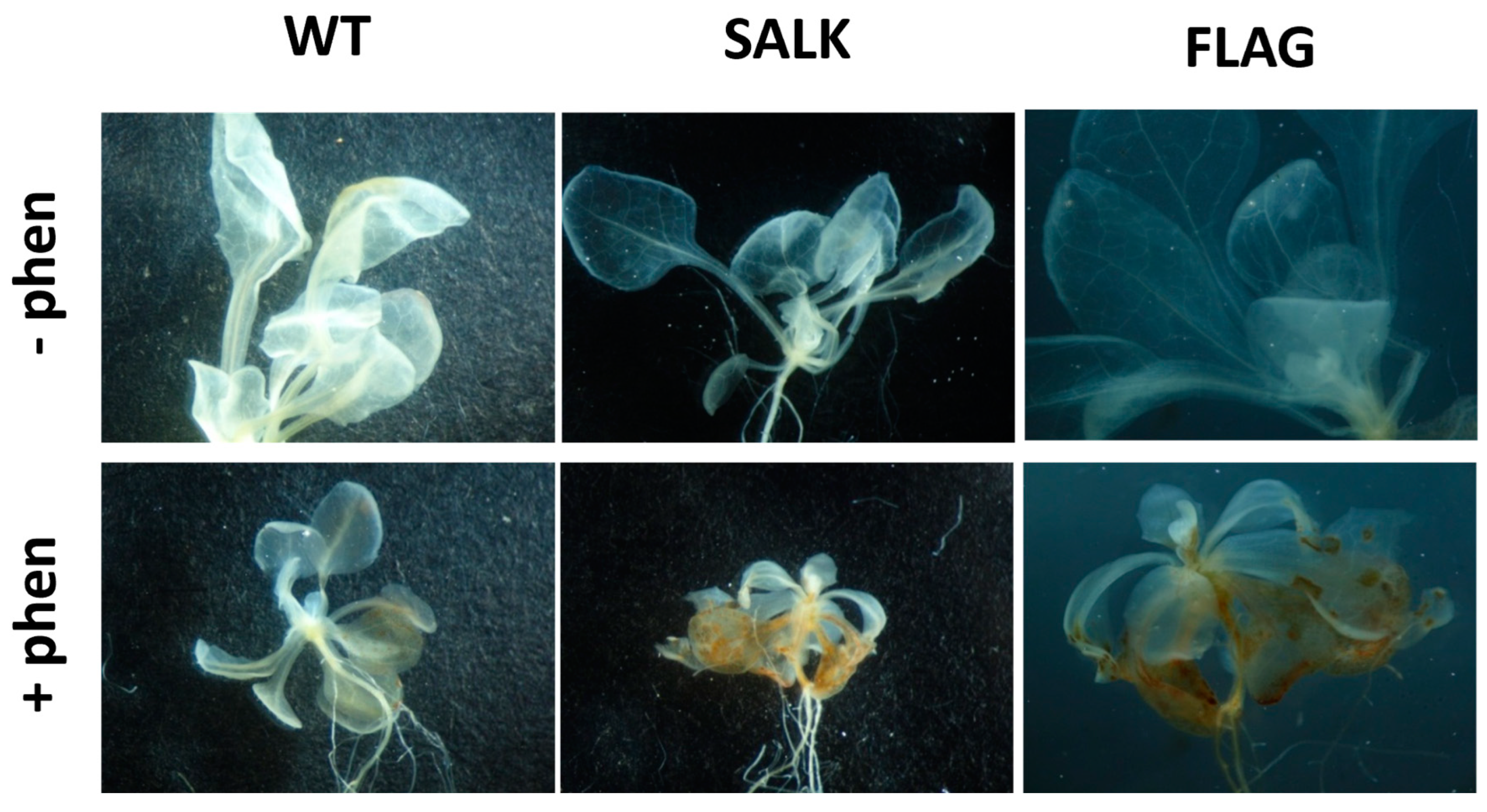 Plants 13 01692 g004