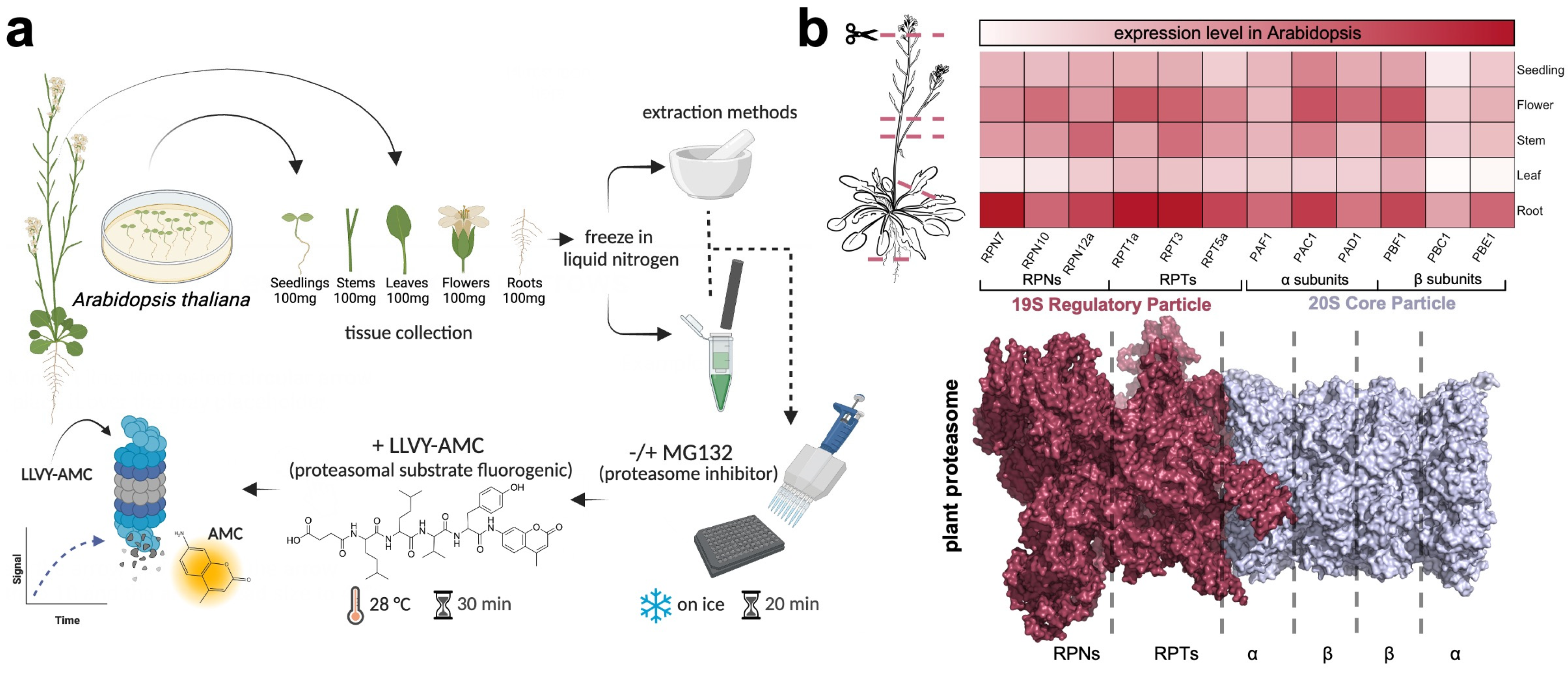 Plants 13 01696 g001