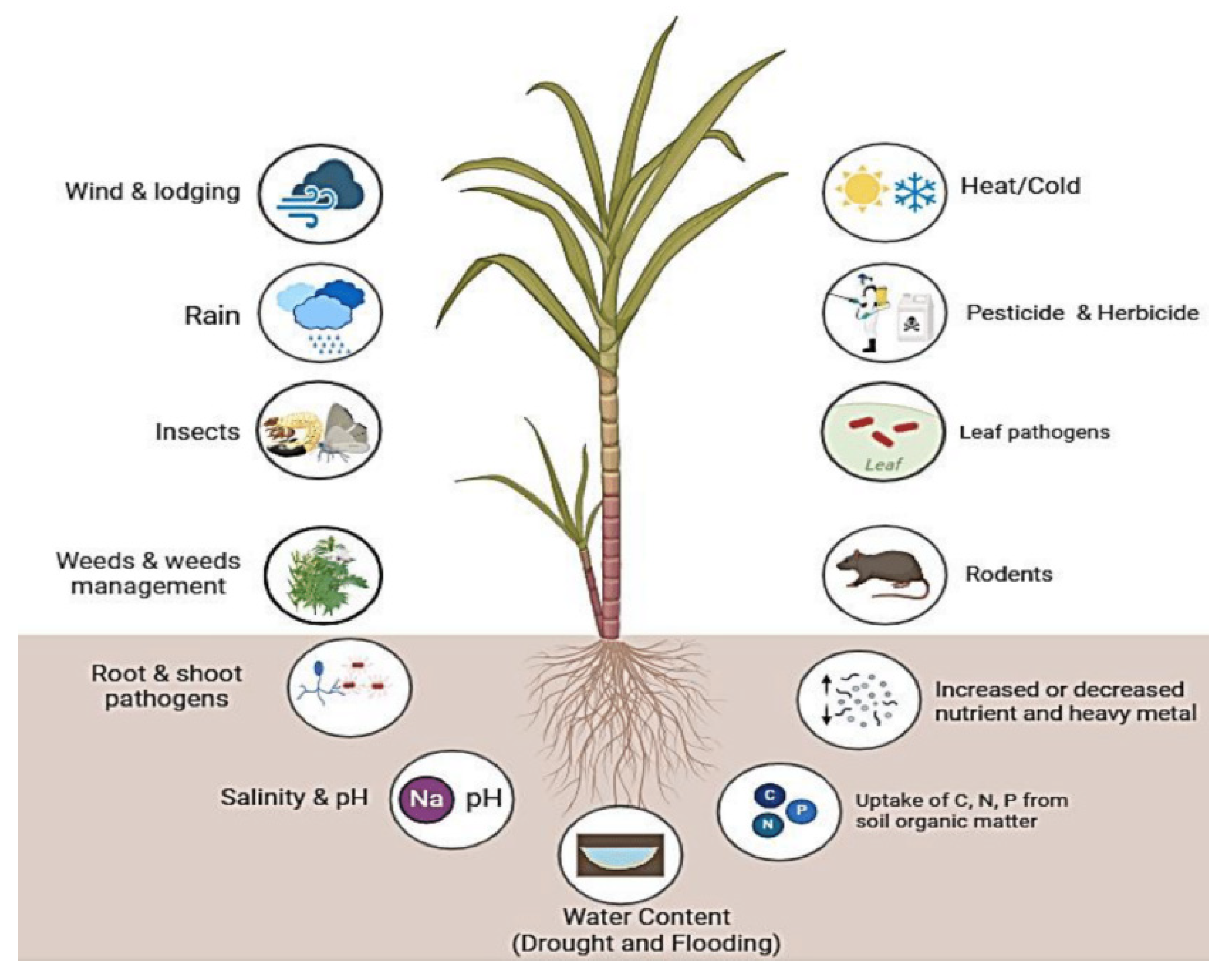 Genetic Engineering for Enhancing Sugarcane Tolerance to Biotic ...