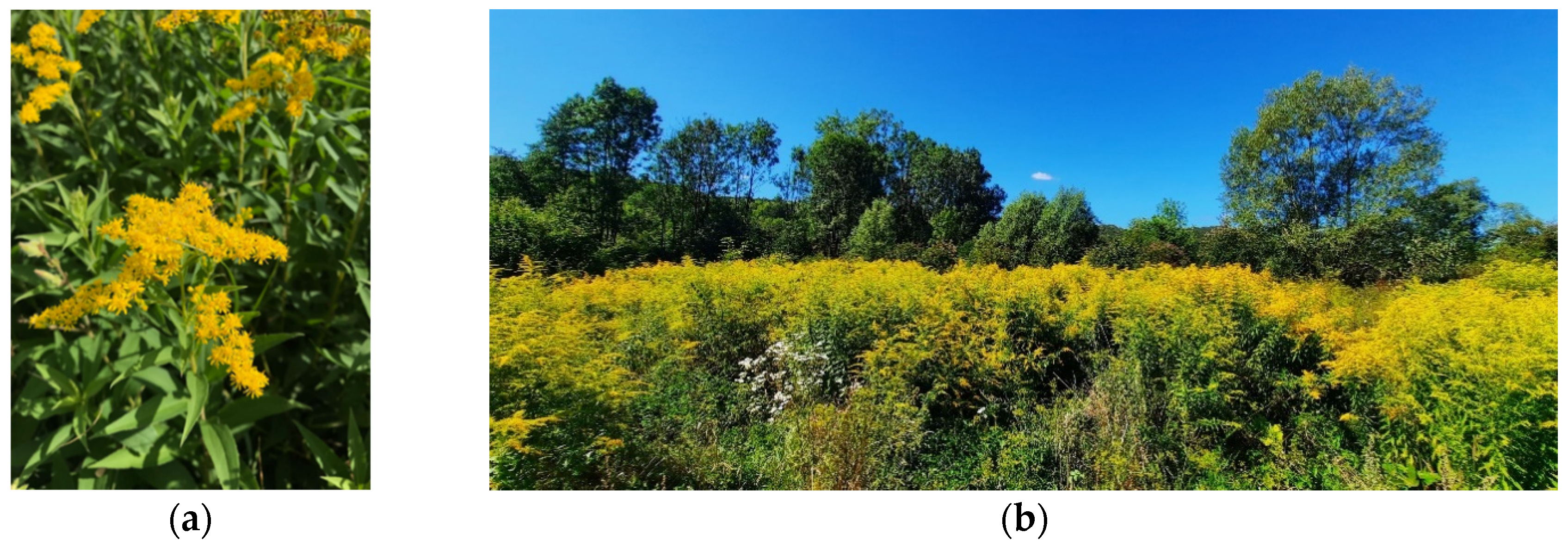 Plants 13 01745 g001 Plants 13 01745 g001