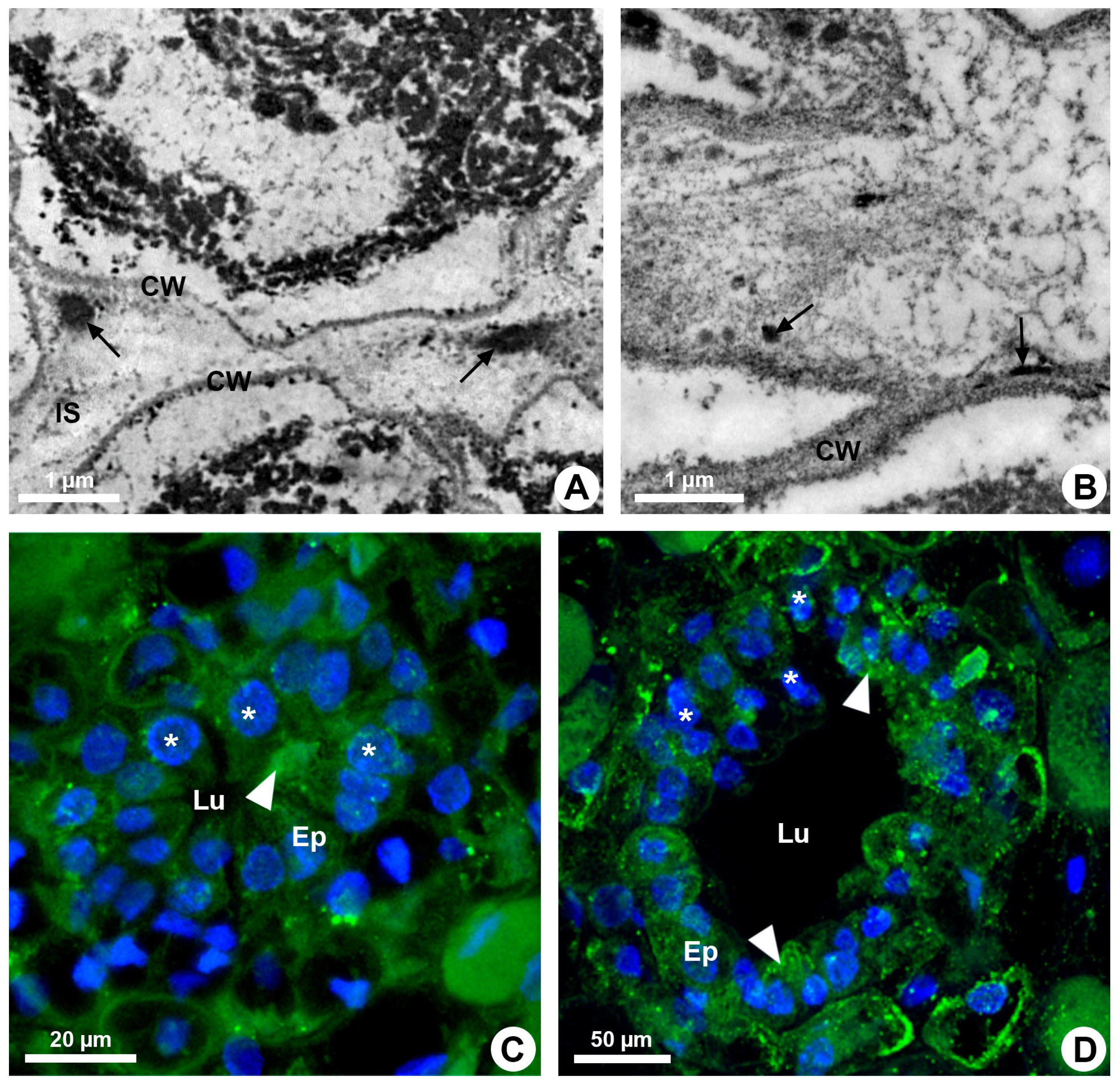 Plants 13 01757 g002