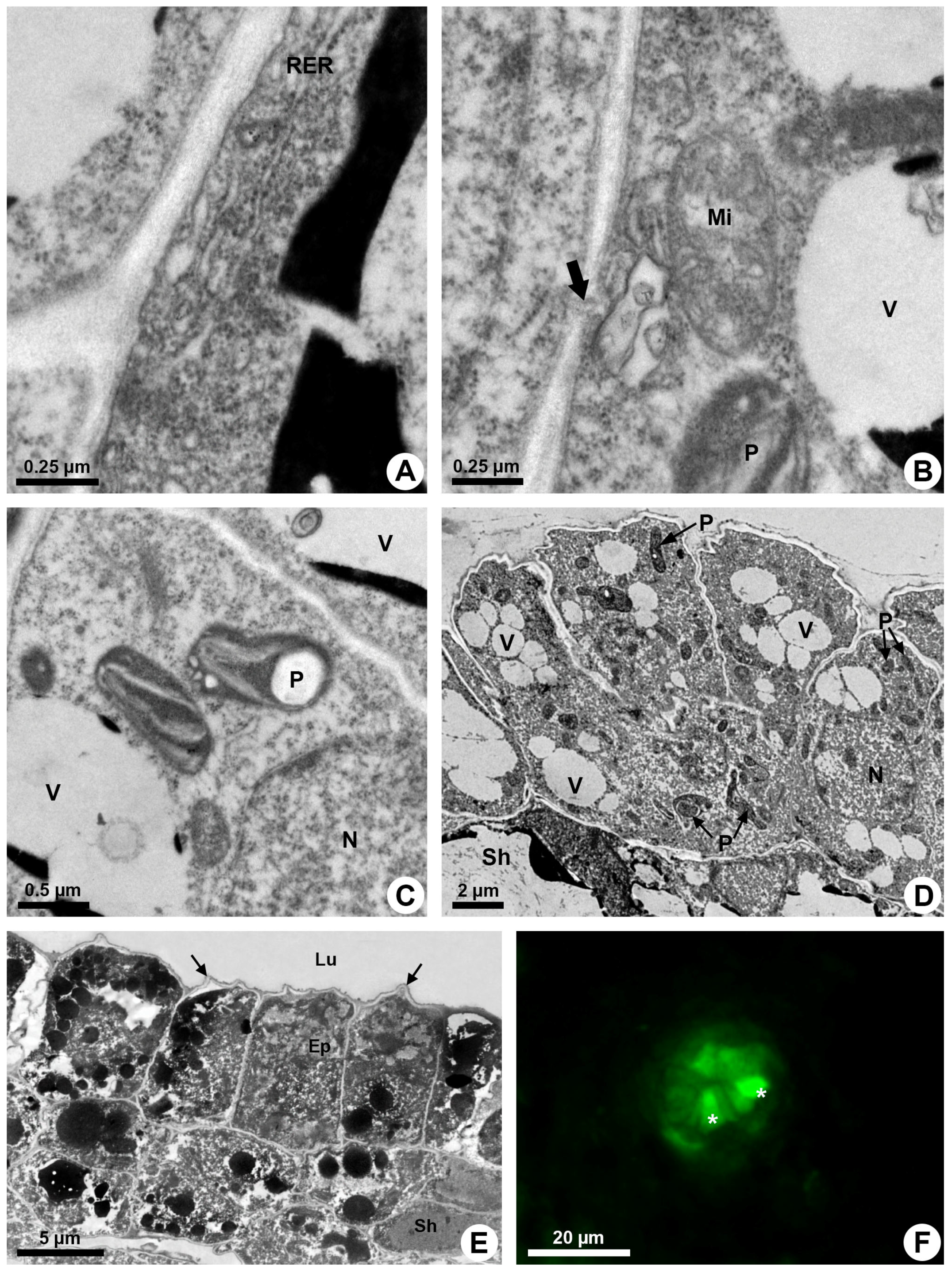 Plants 13 01757 g004