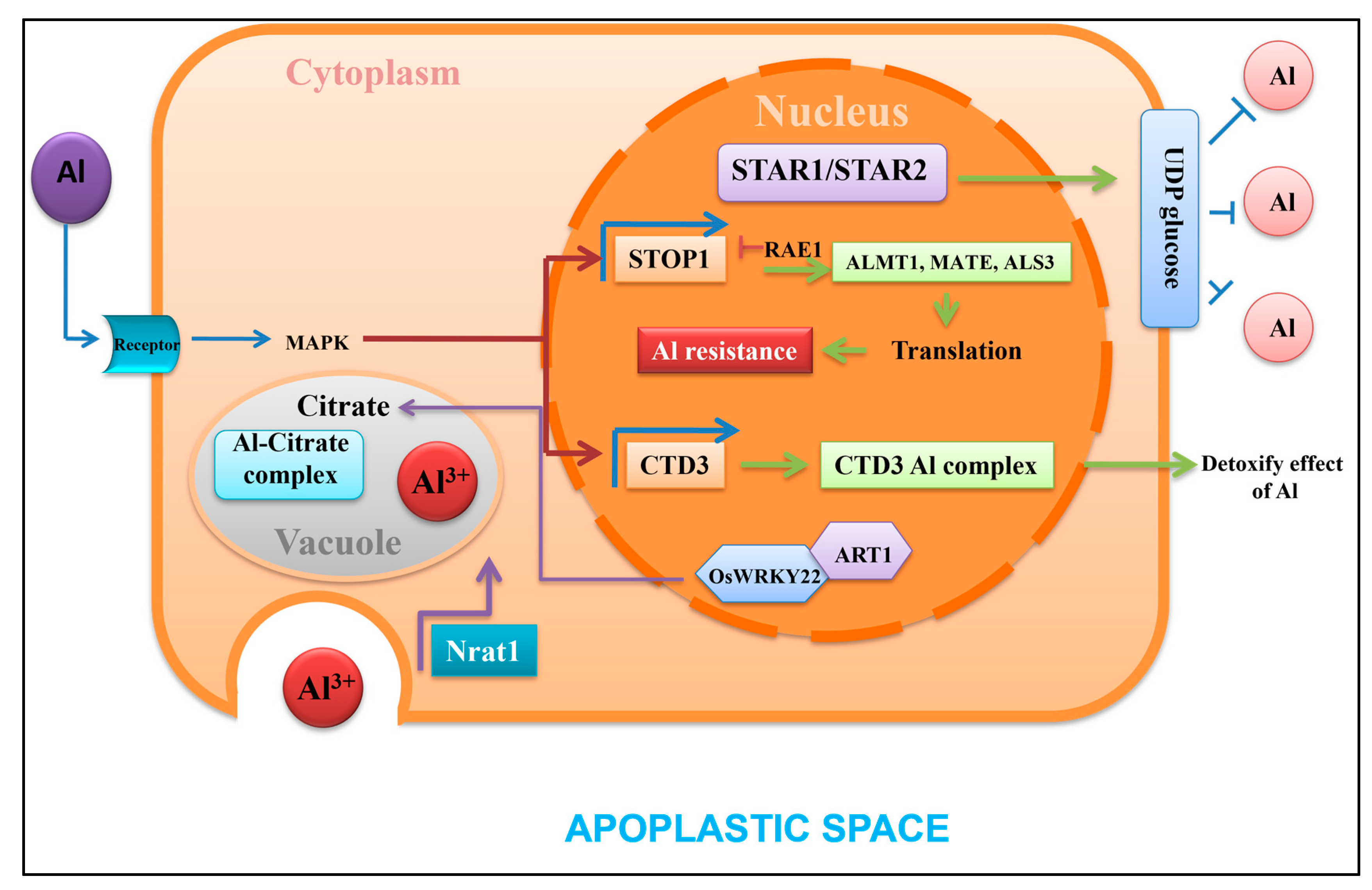 Plants 13 01760 g006