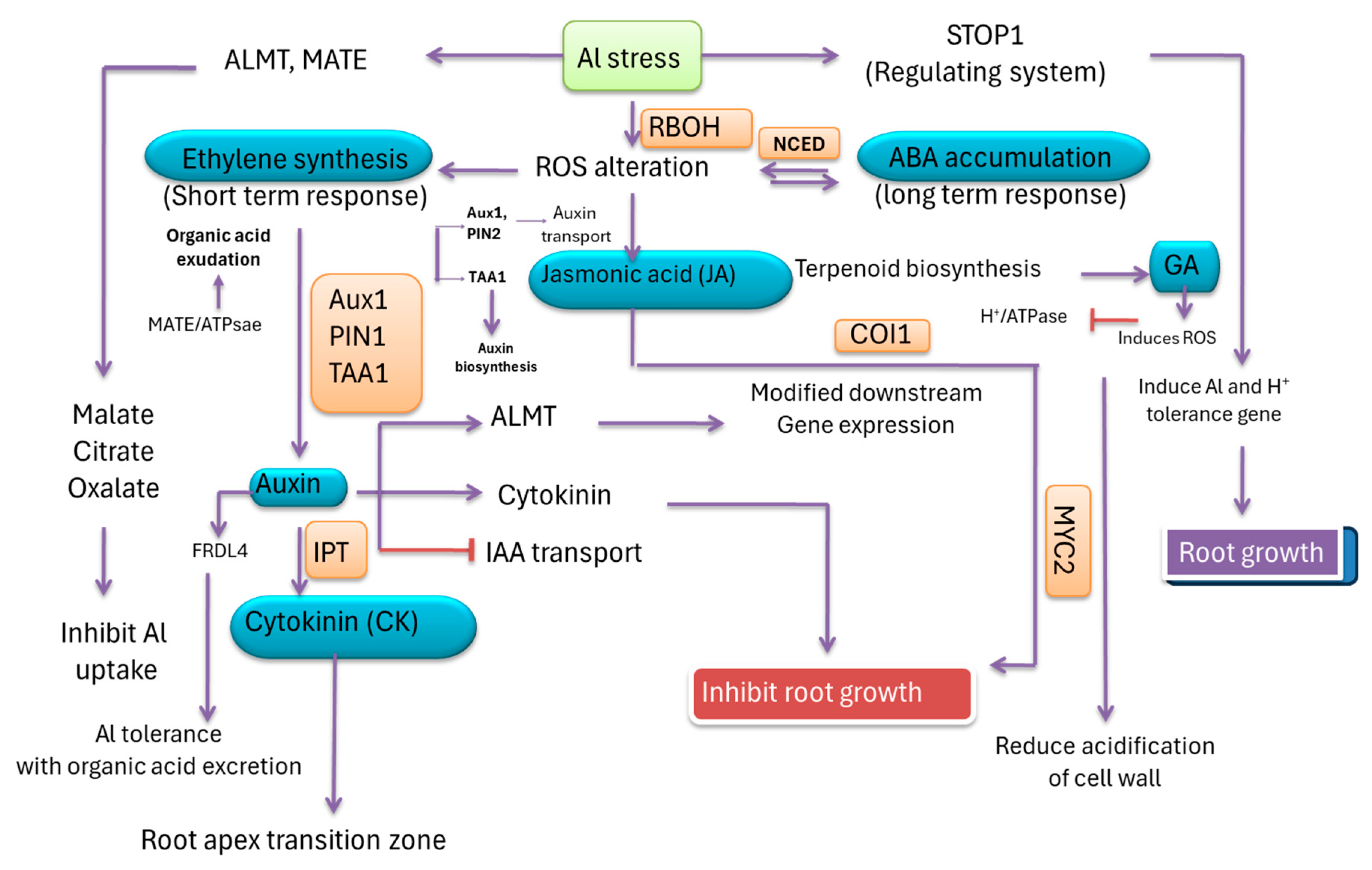 Plants 13 01760 g007