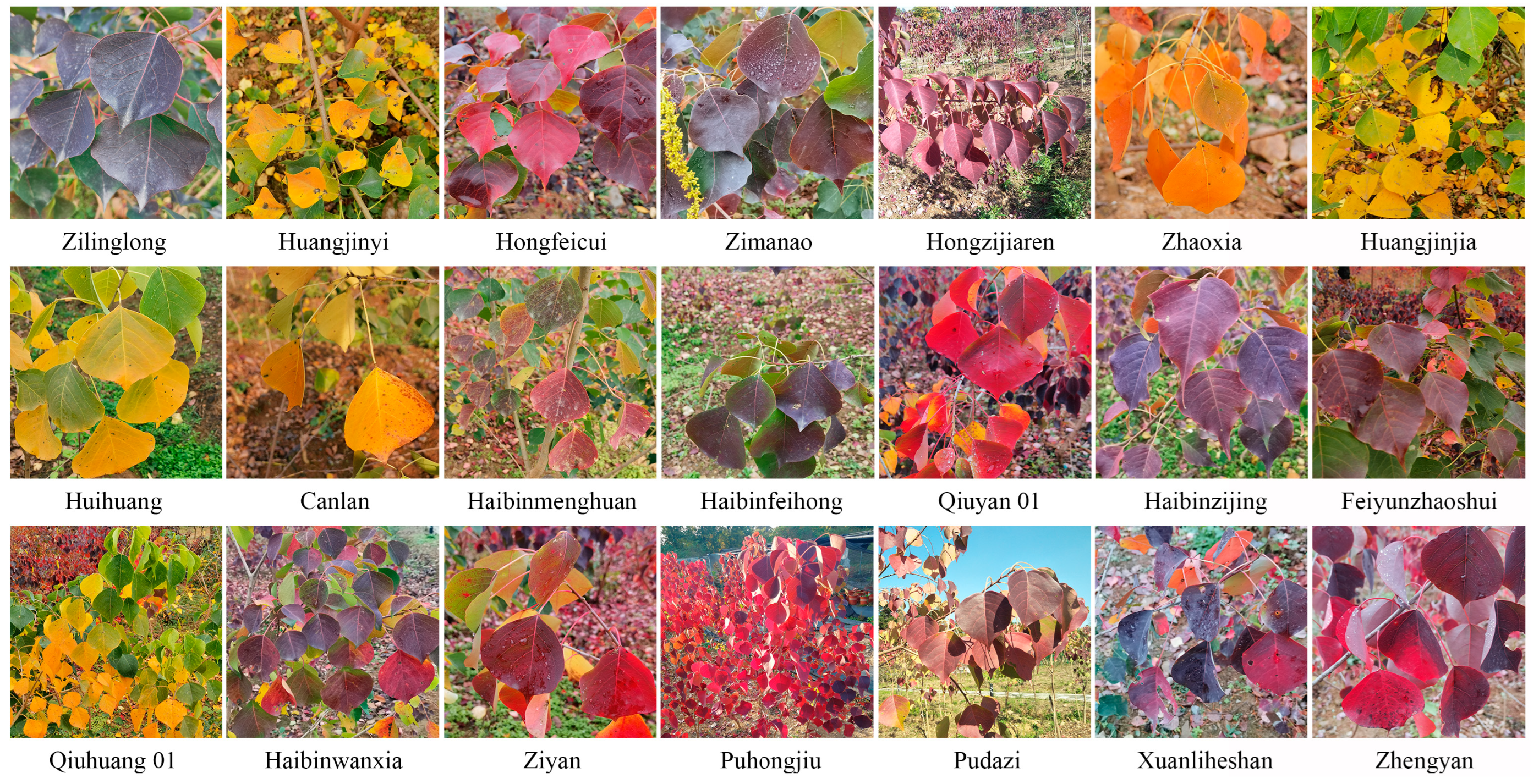 Plants 13 01767 g004