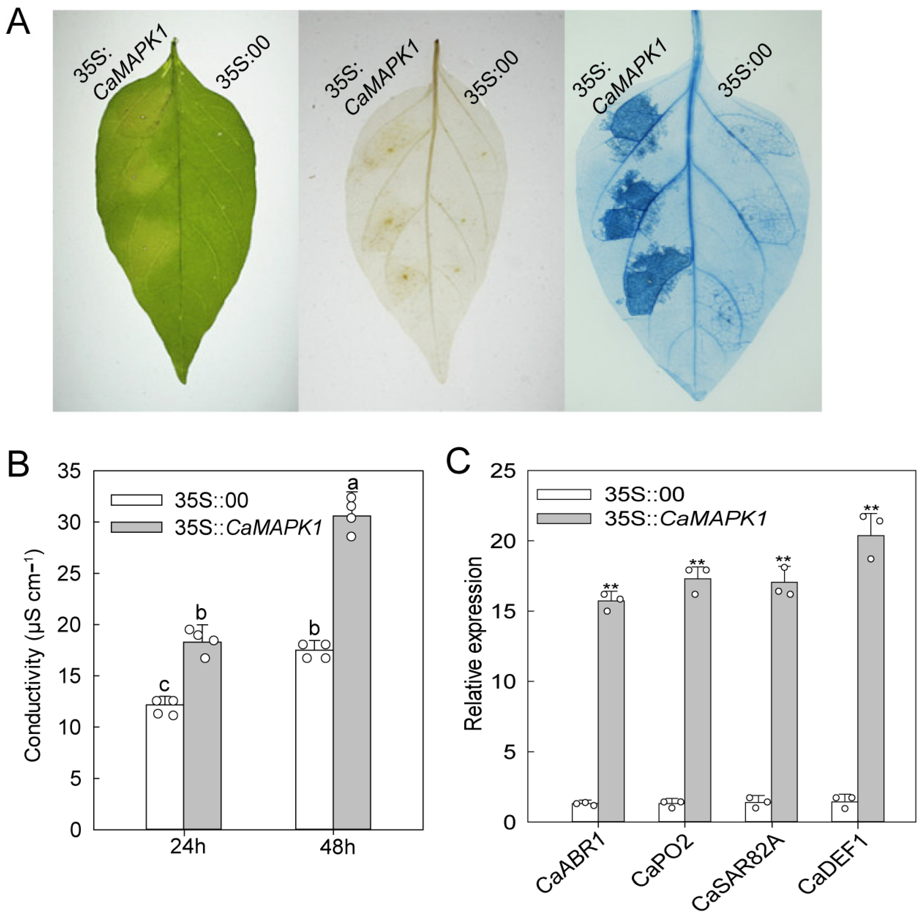 Plants 13 01775 g004