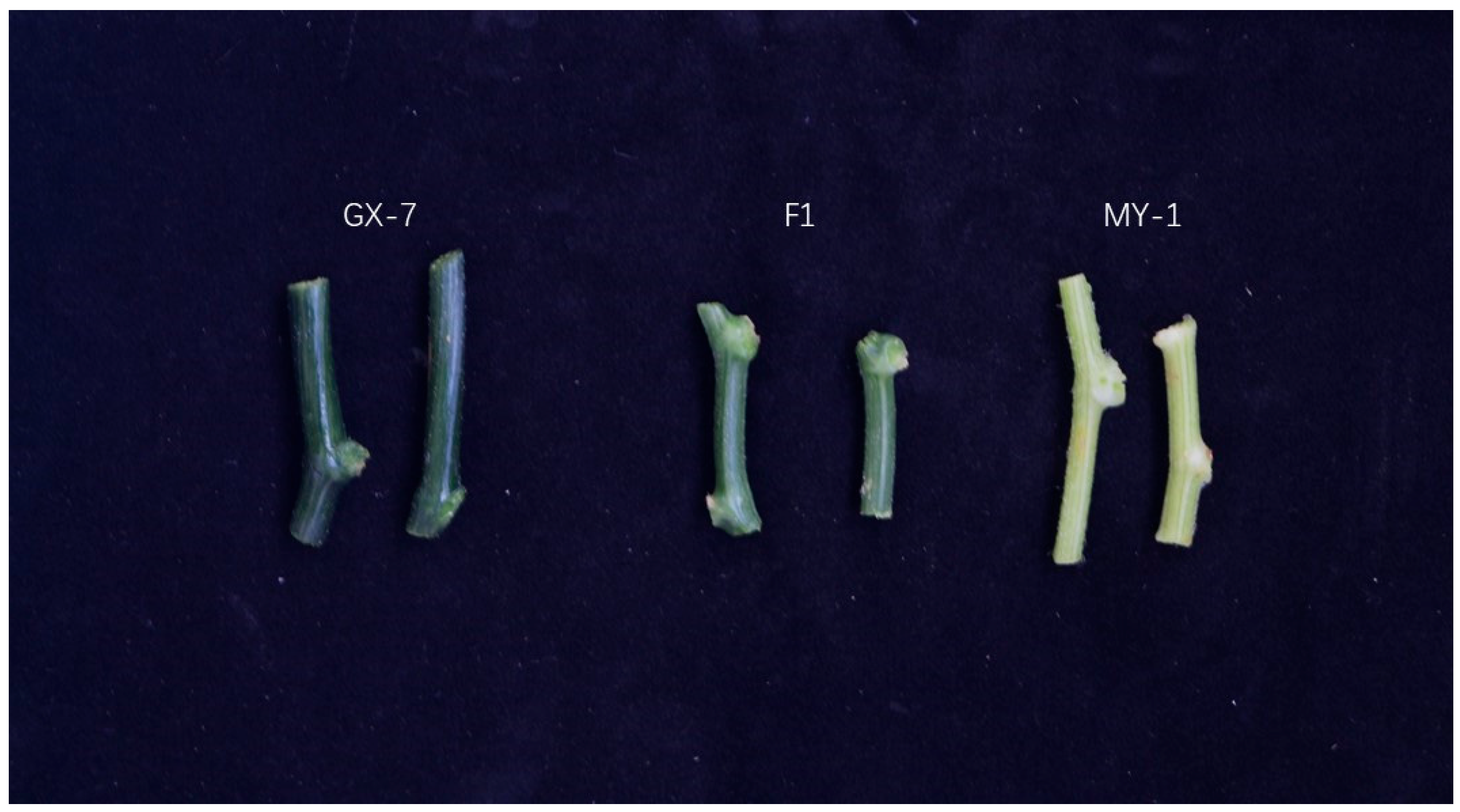 Plants 13 01804 g001