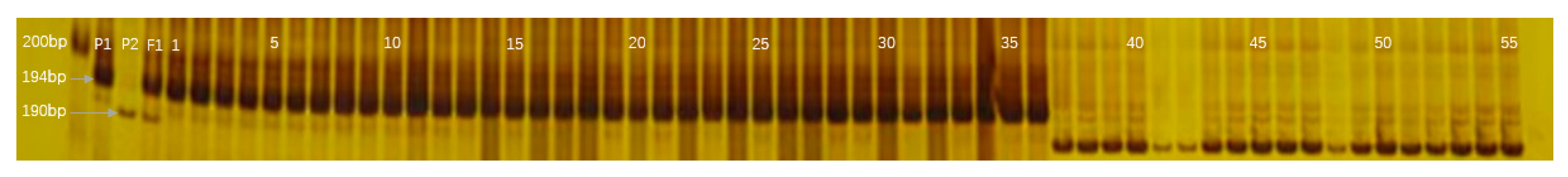 Plants 13 01804 g005