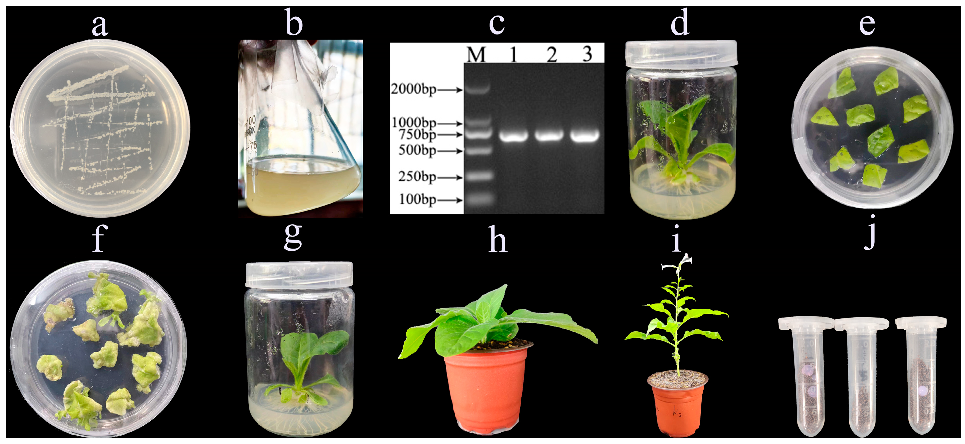 Plants 13 01867 g001