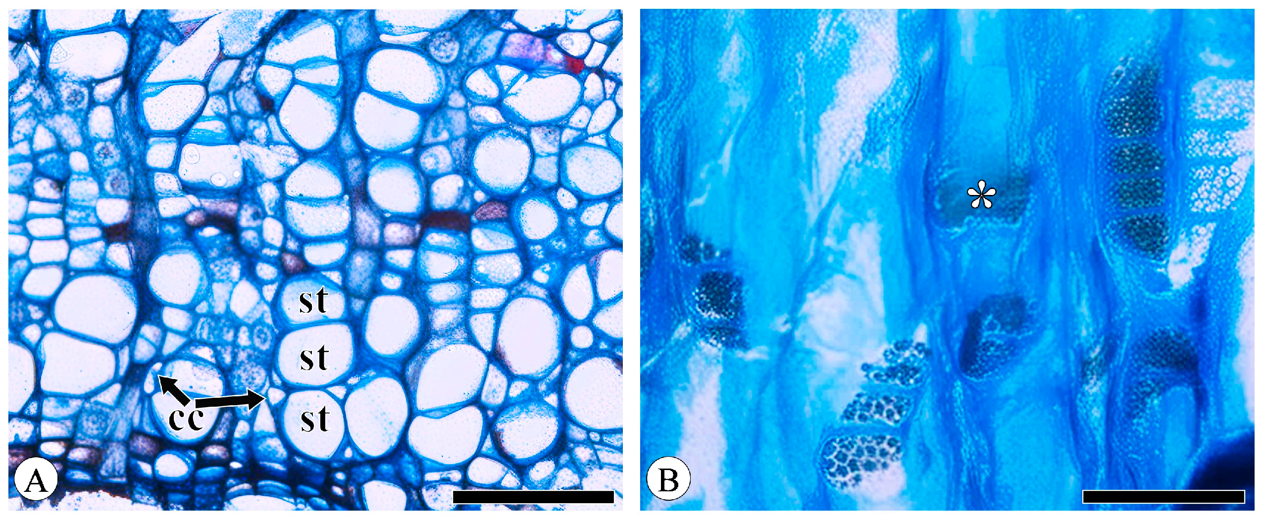 Plants 13 01871 g001 Plants 13 01871 g001