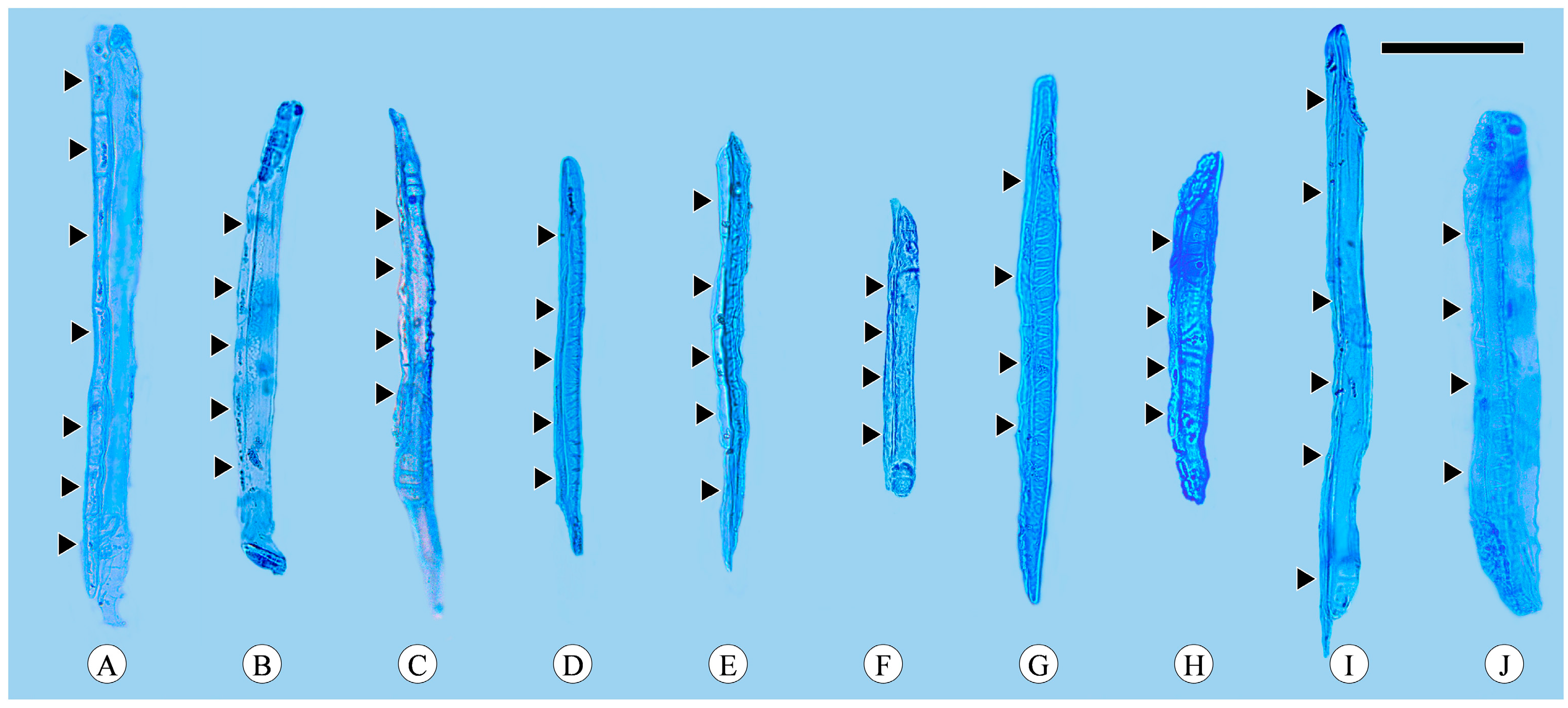 Plants 13 01871 g004 Plants 13 01871 g004