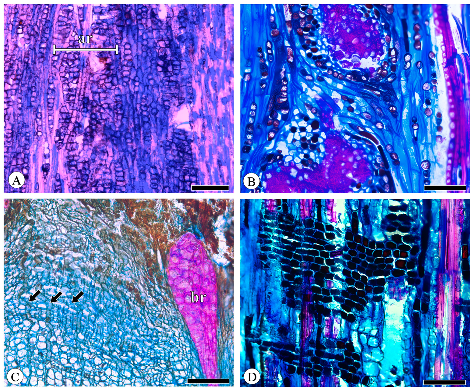 Plants 13 01871 g006 Plants 13 01871 g006