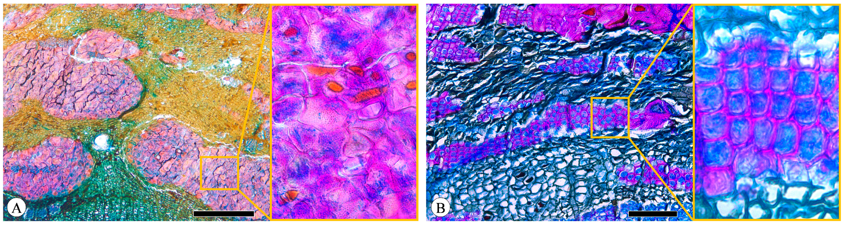 Plants 13 01871 g008 Plants 13 01871 g008