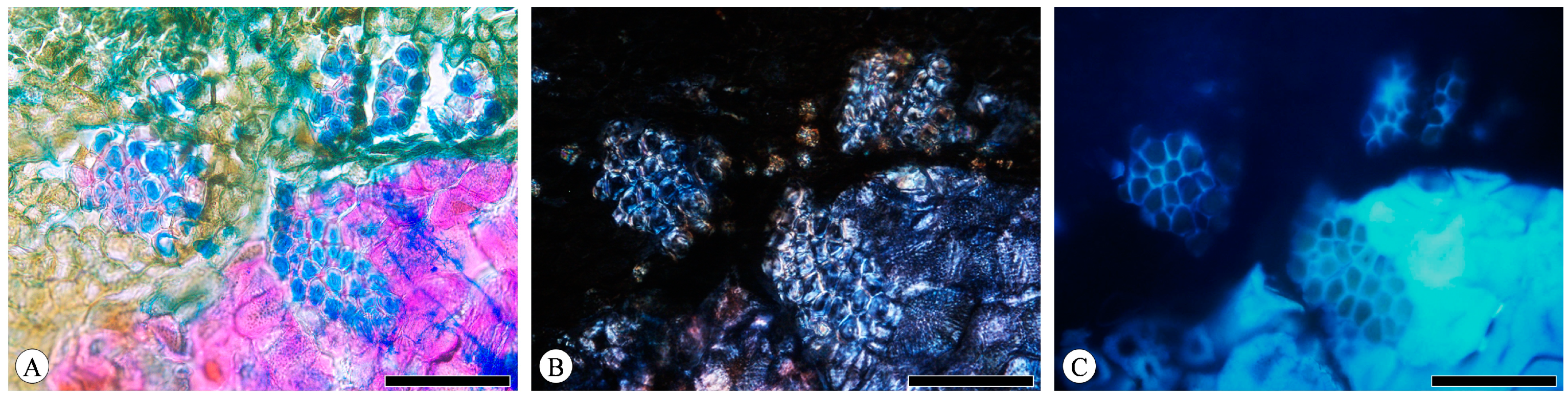 Plants 13 01871 g009 Plants 13 01871 g009