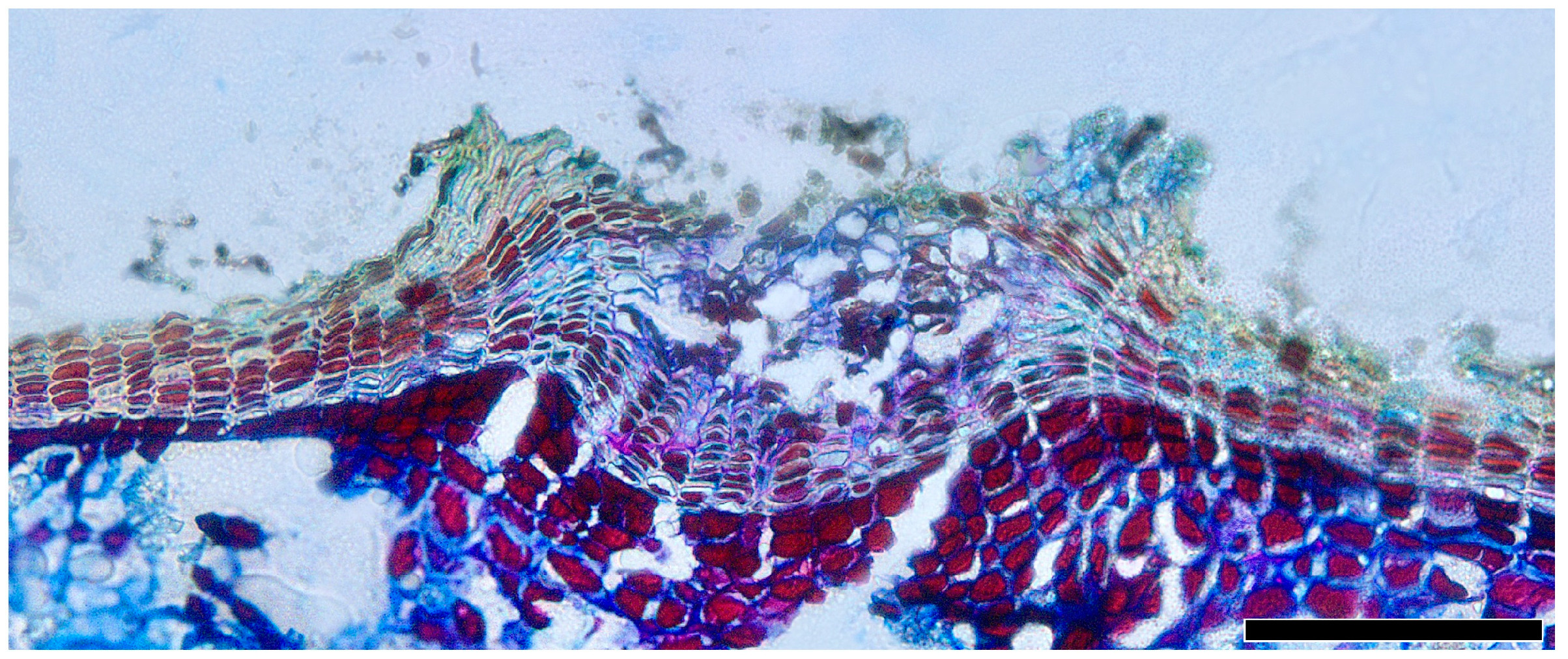 Plants 13 01871 g012 Plants 13 01871 g012