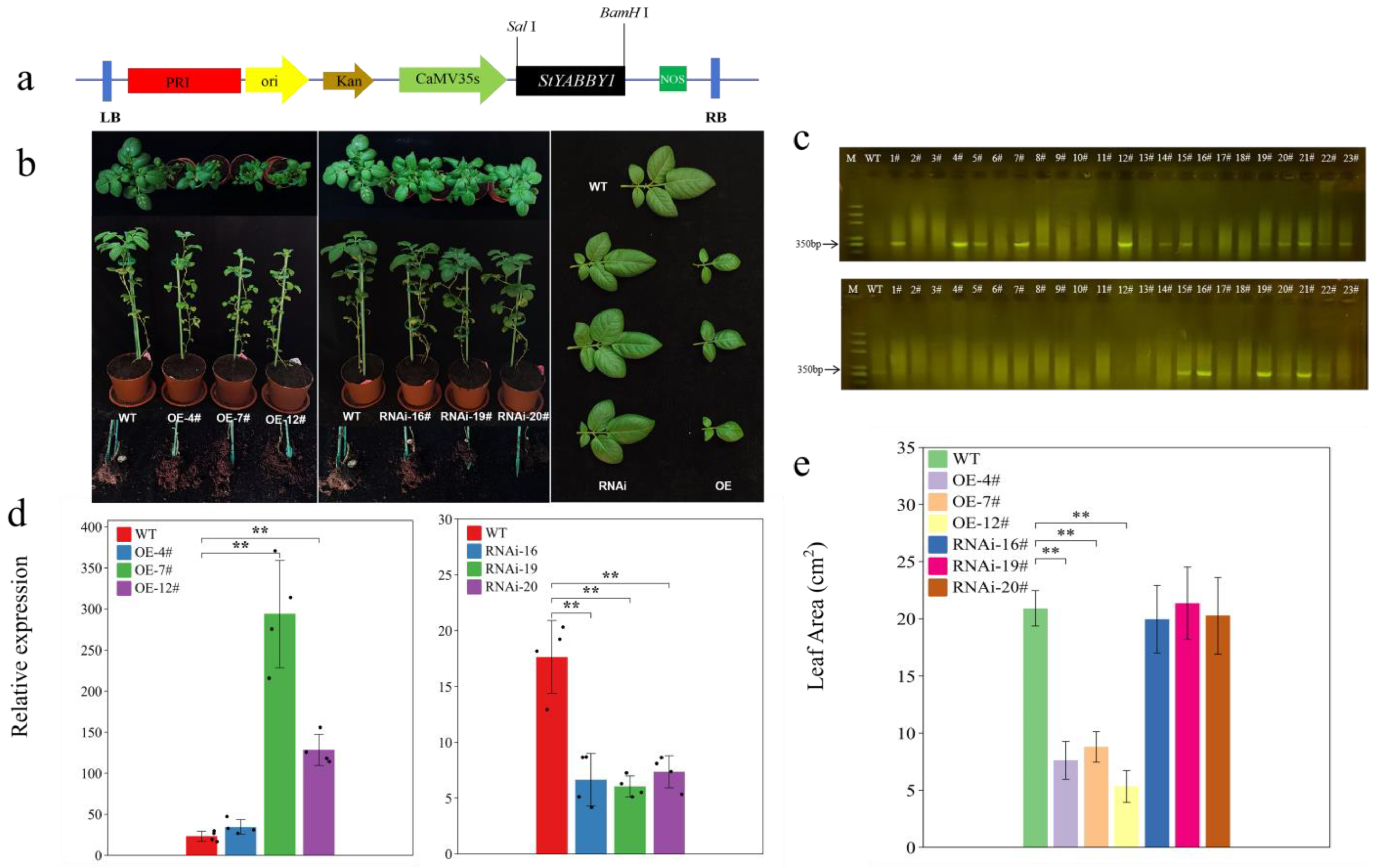 Plants 13 01879 g006