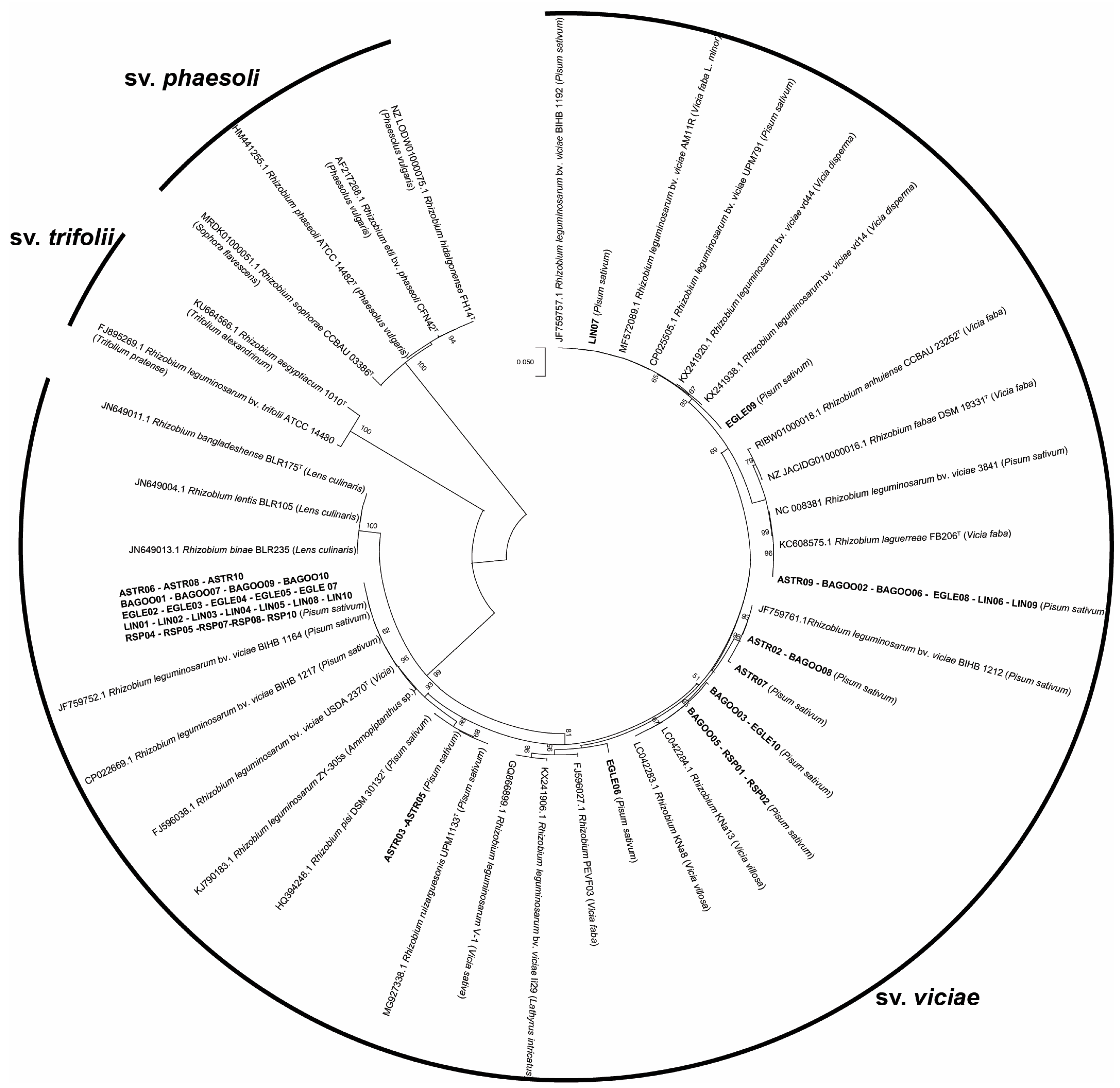 Plants 13 01888 g005