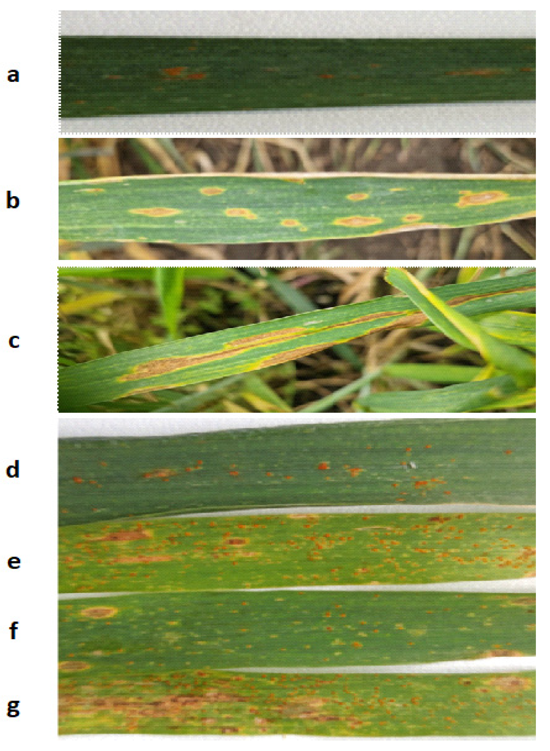 Plants 13 01892 g004