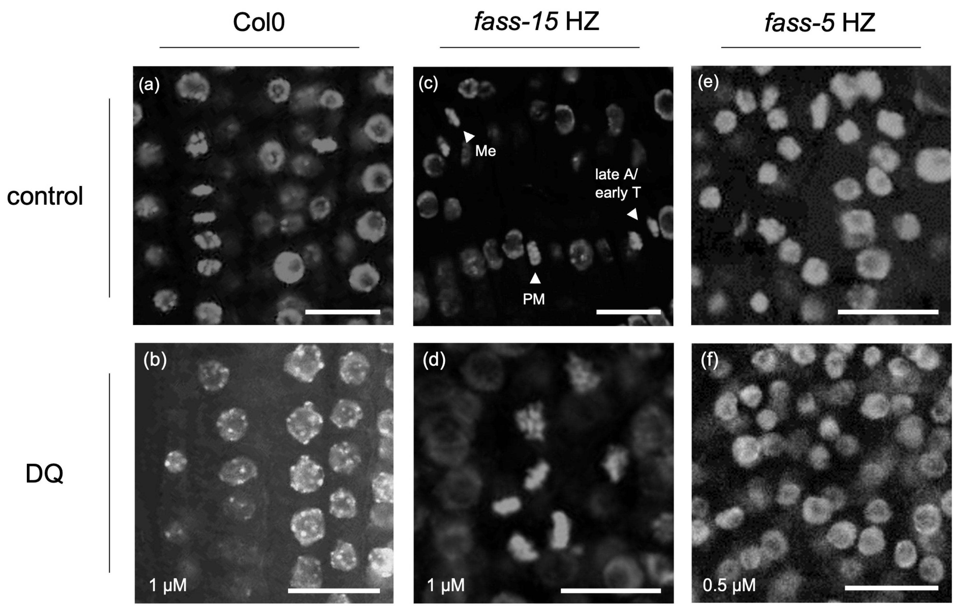 Plants 13 01896 g001