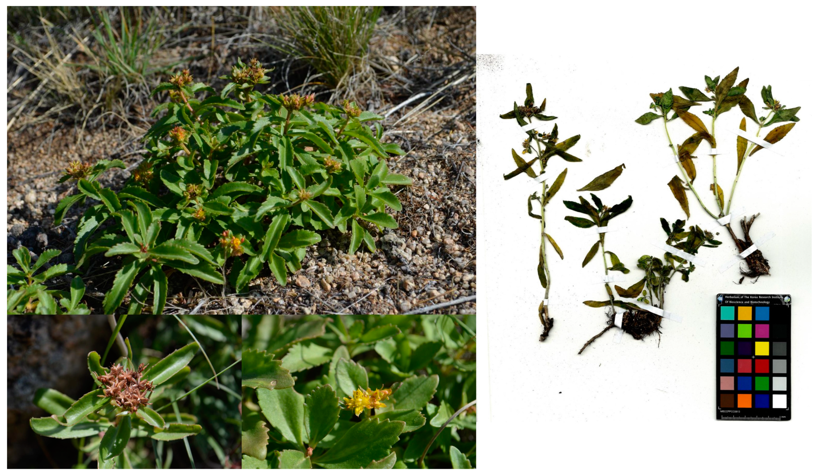 Plants 13 01915 g001