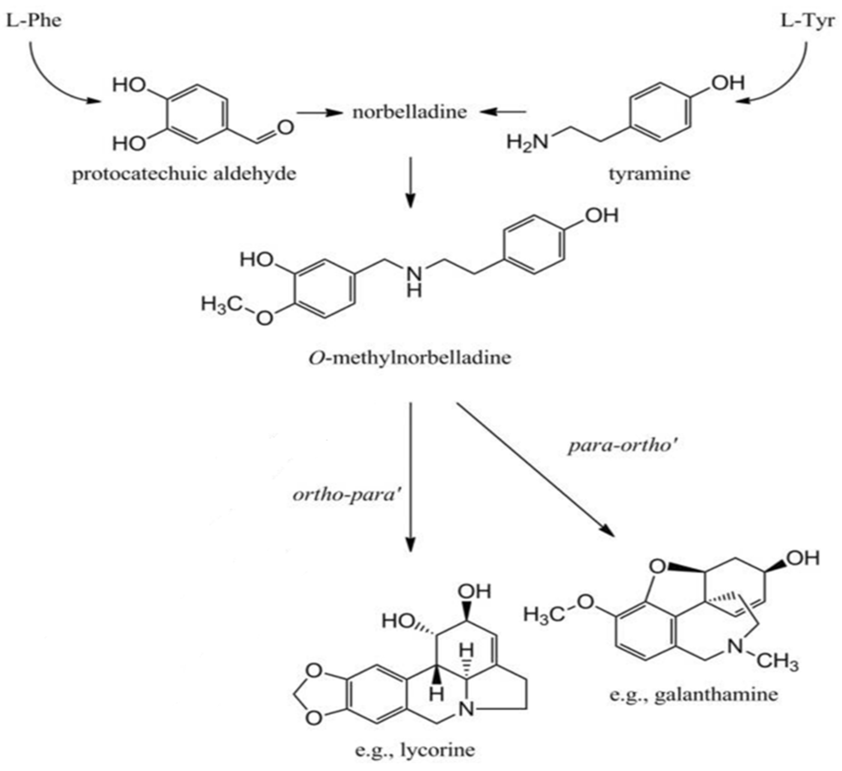 Plants 13 01931 g001