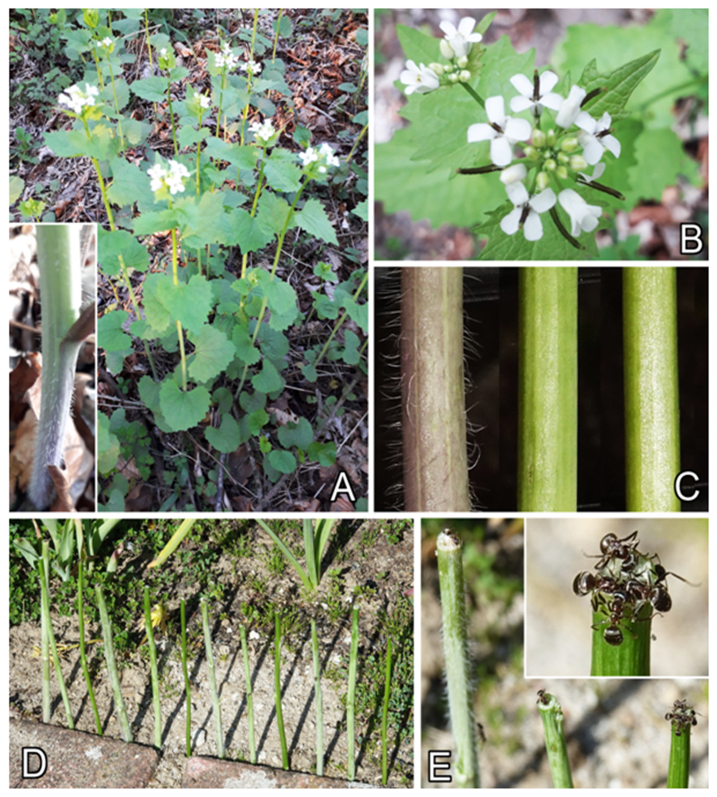 Plants 13 01932 g001 Plants 13 01932 g001