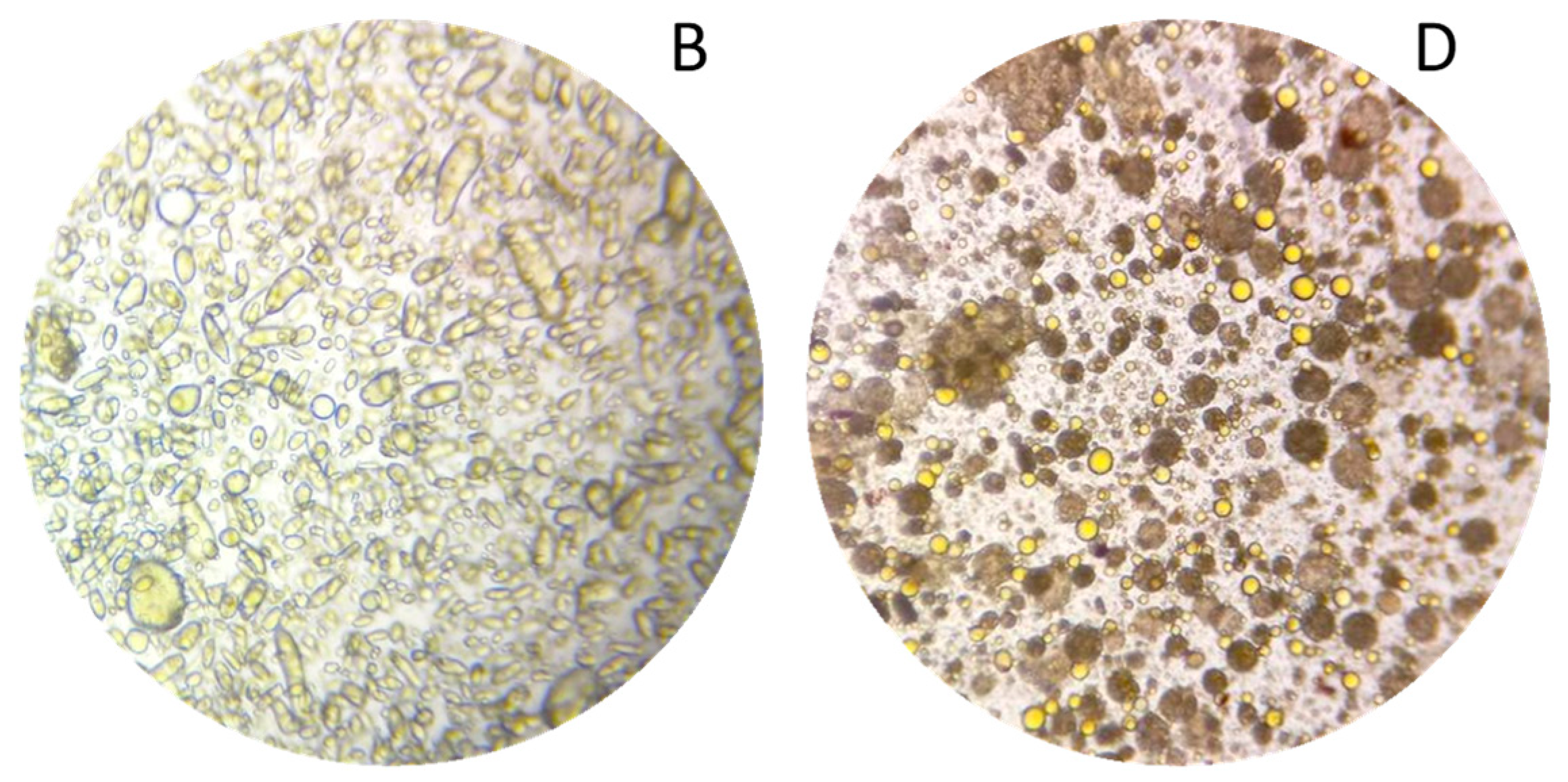 Plants 13 01940 g008