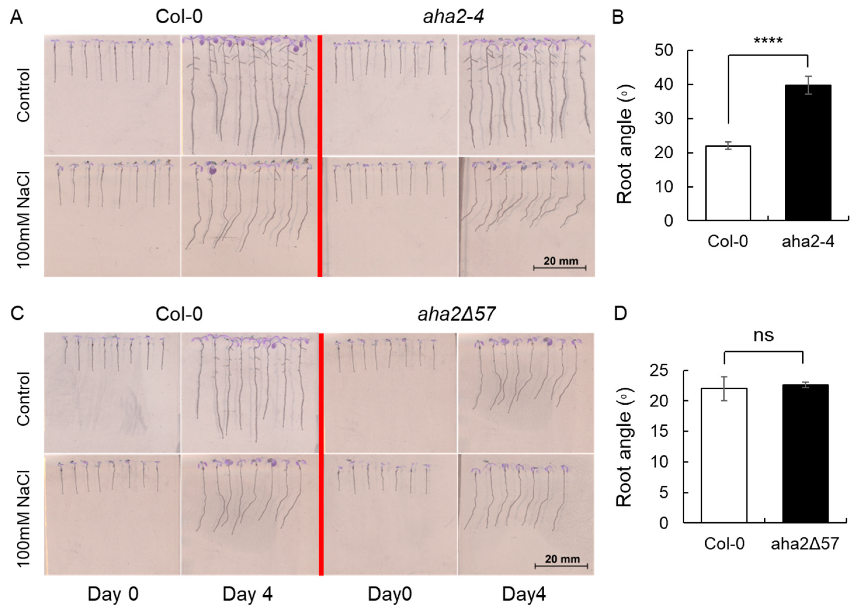 Plants 13 01960 g004