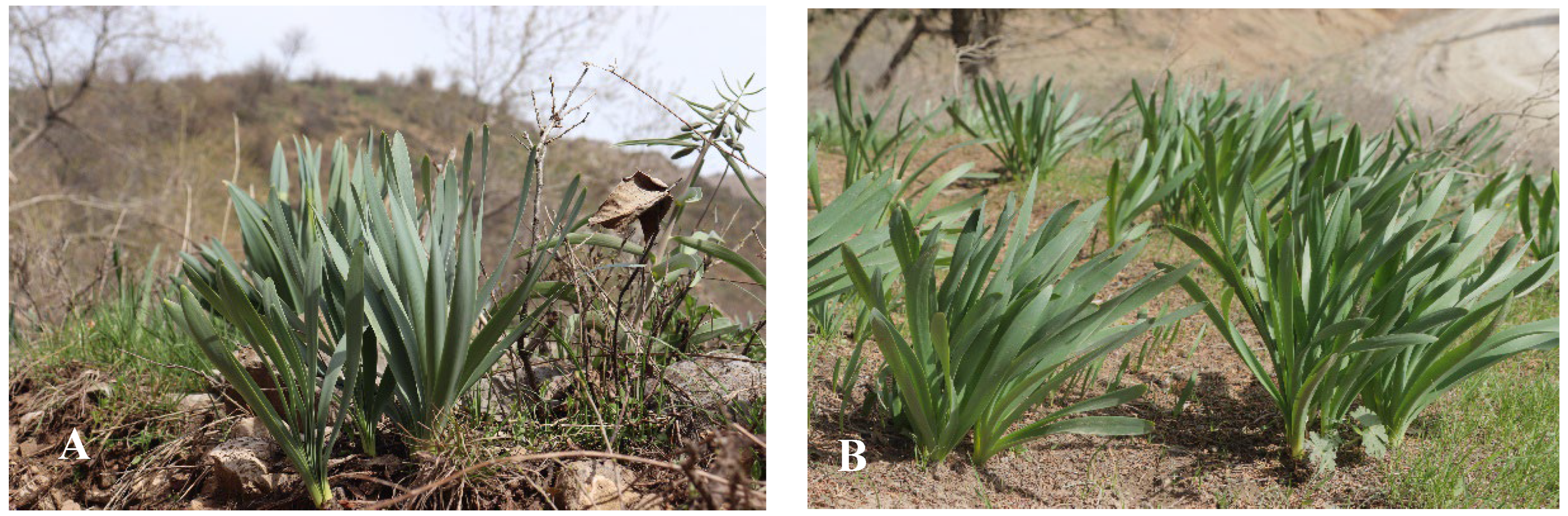 Plants 13 01966 g001