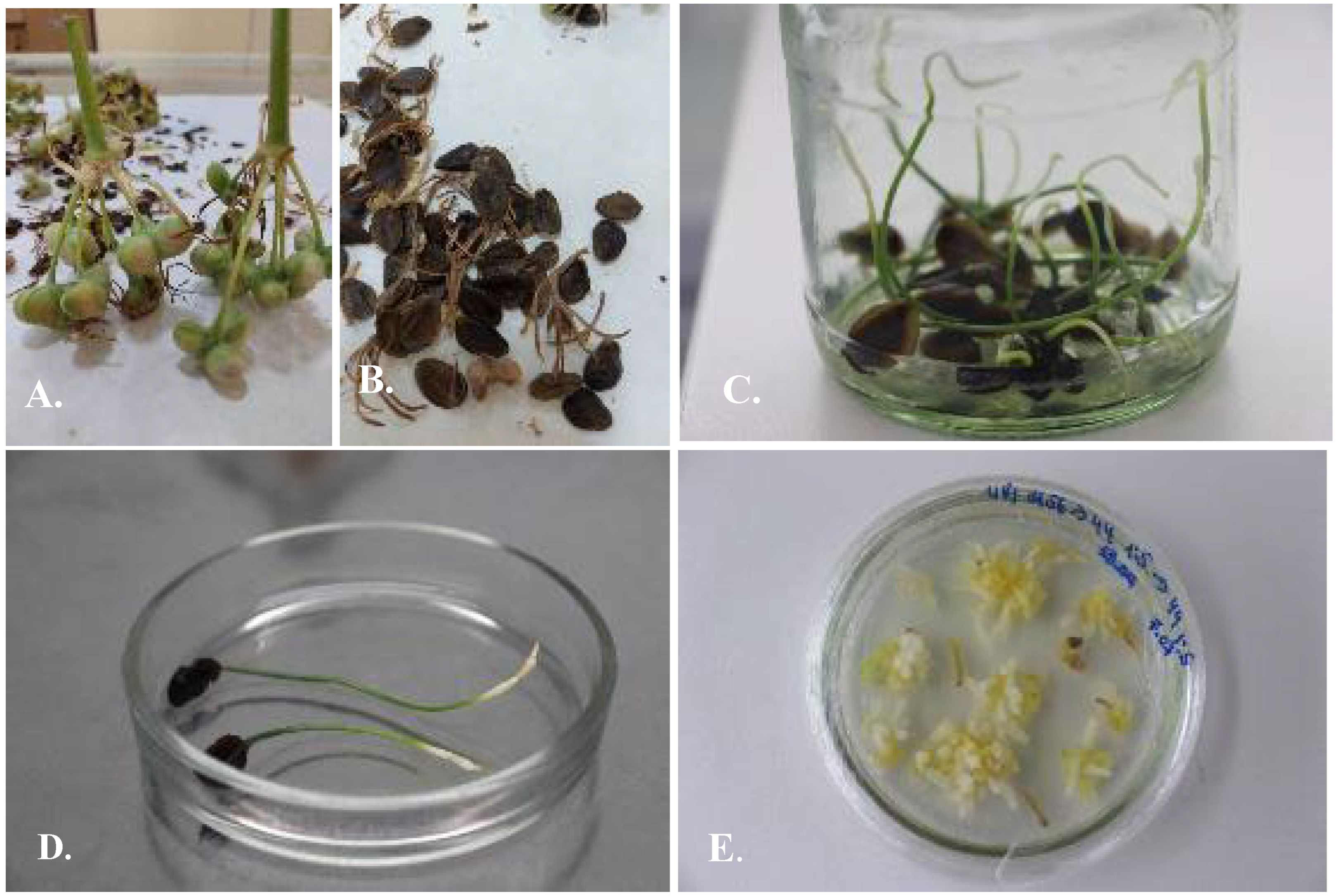 Plants 13 01966 g002