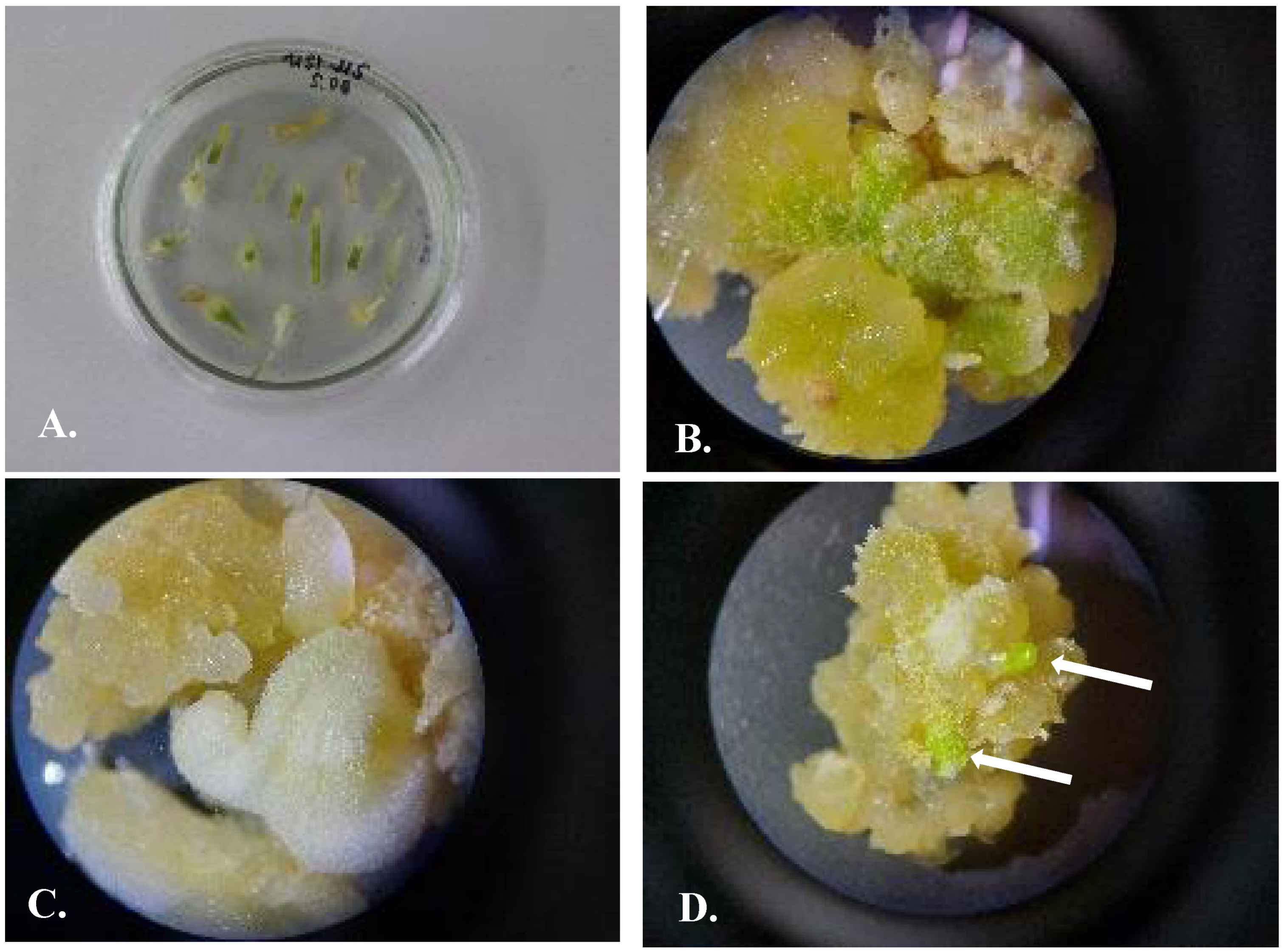 Plants 13 01966 g004