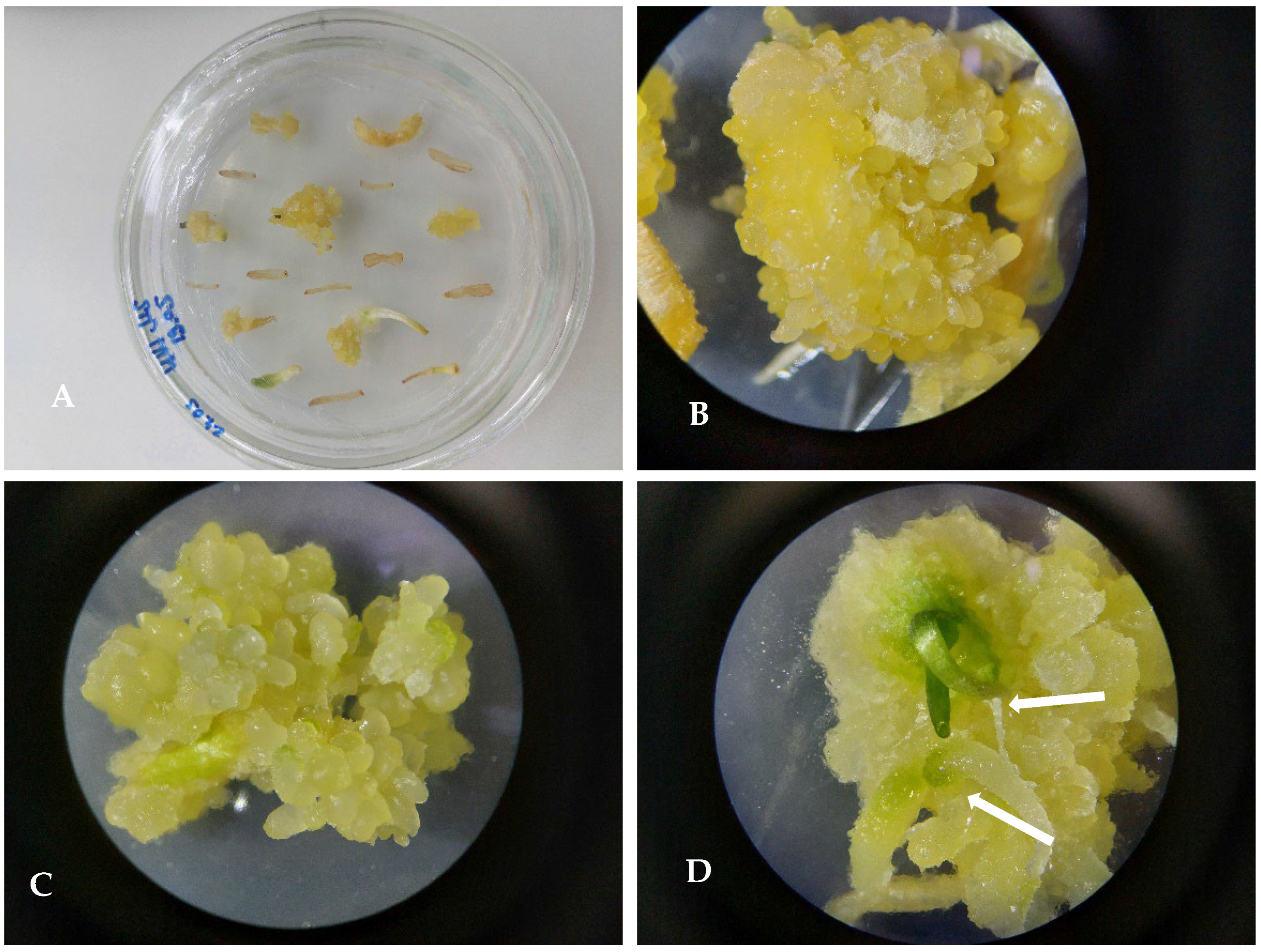 Plants 13 01966 g005