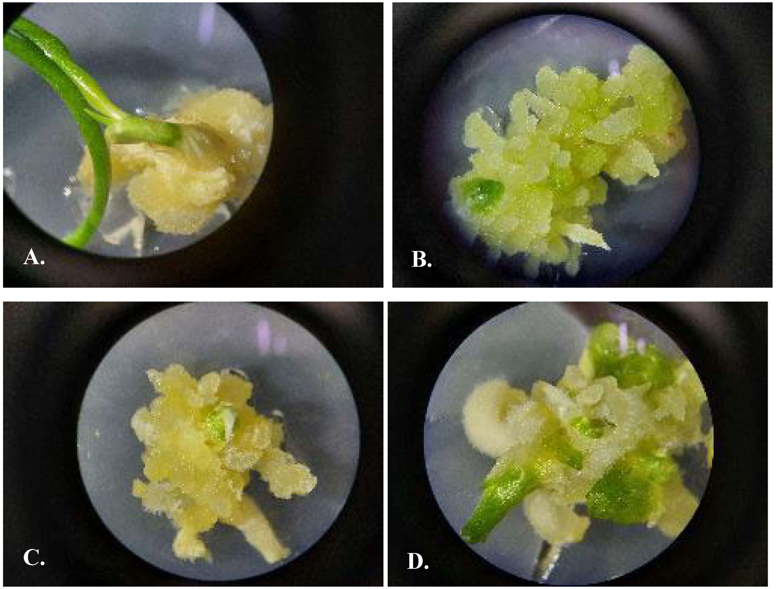 Plants 13 01966 g006