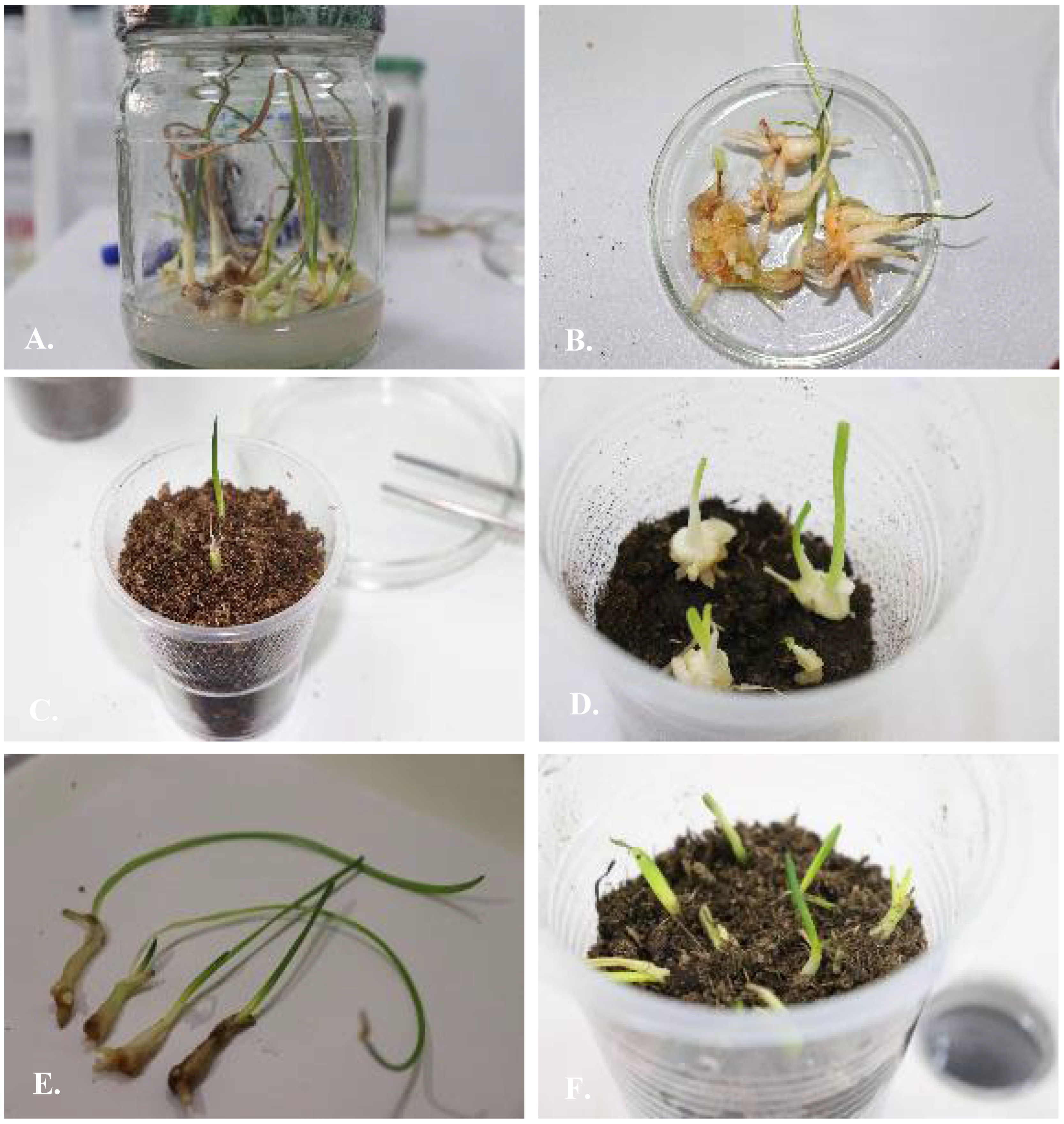 Plants 13 01966 g008