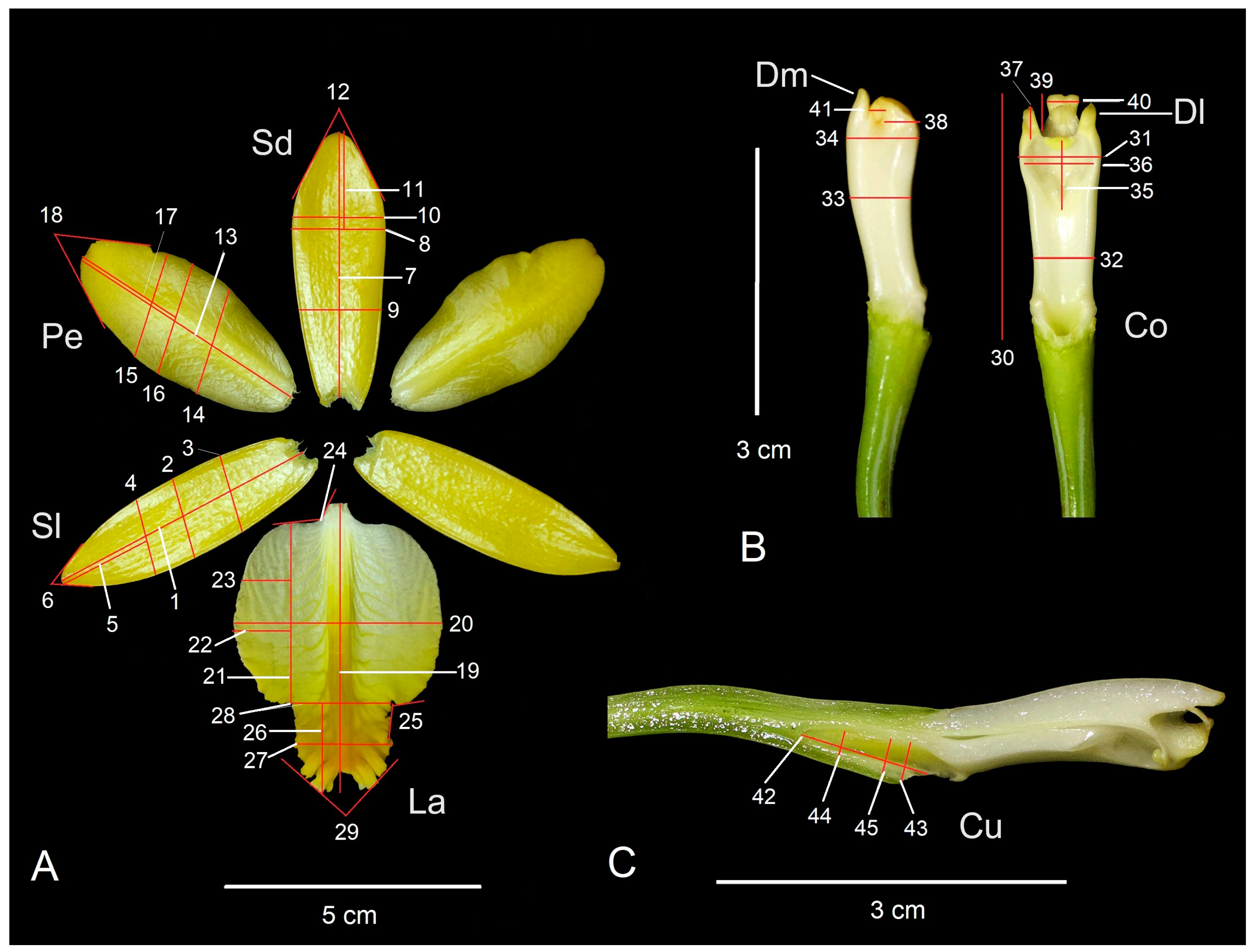 Plants 13 01984 g006 Plants 13 01984 g006