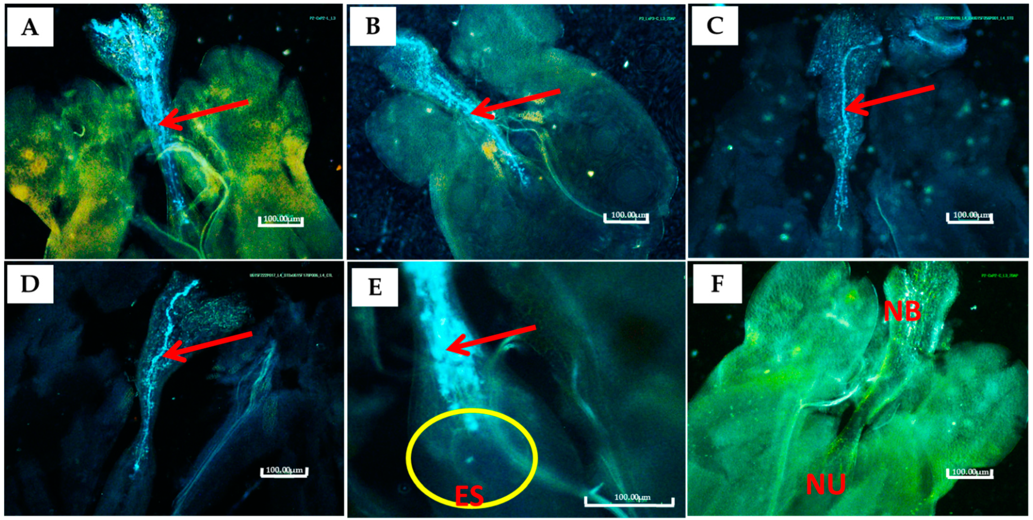 Plants 13 01988 g001