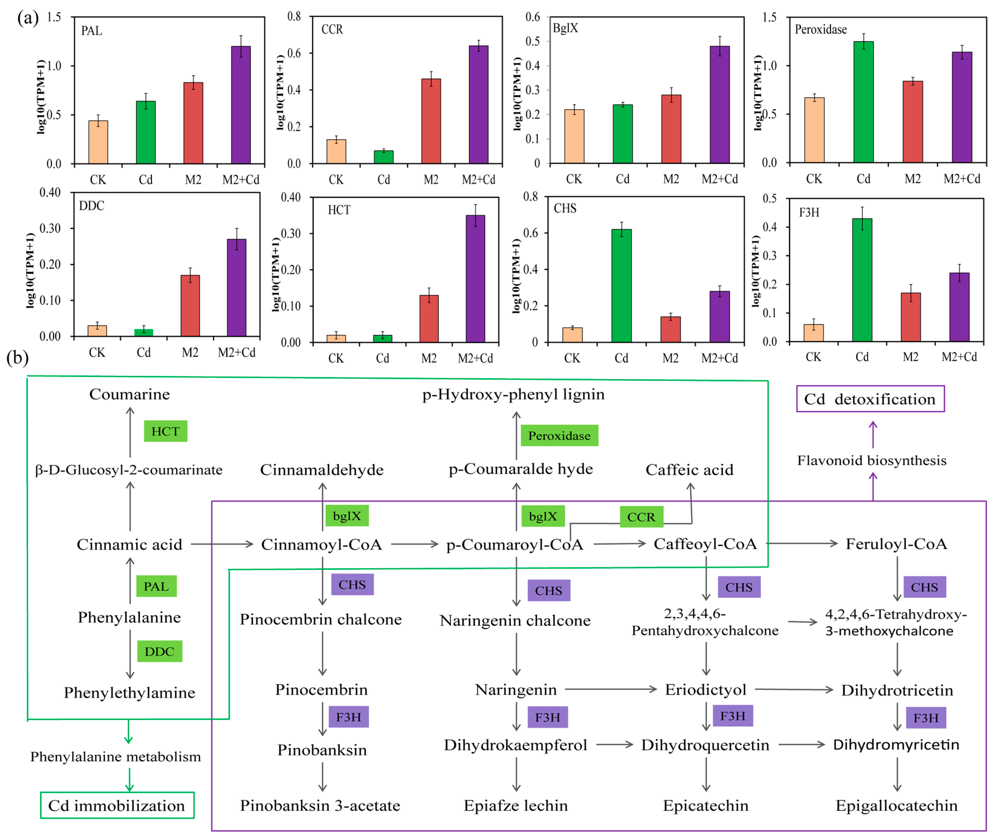Plants 13 01989 g007