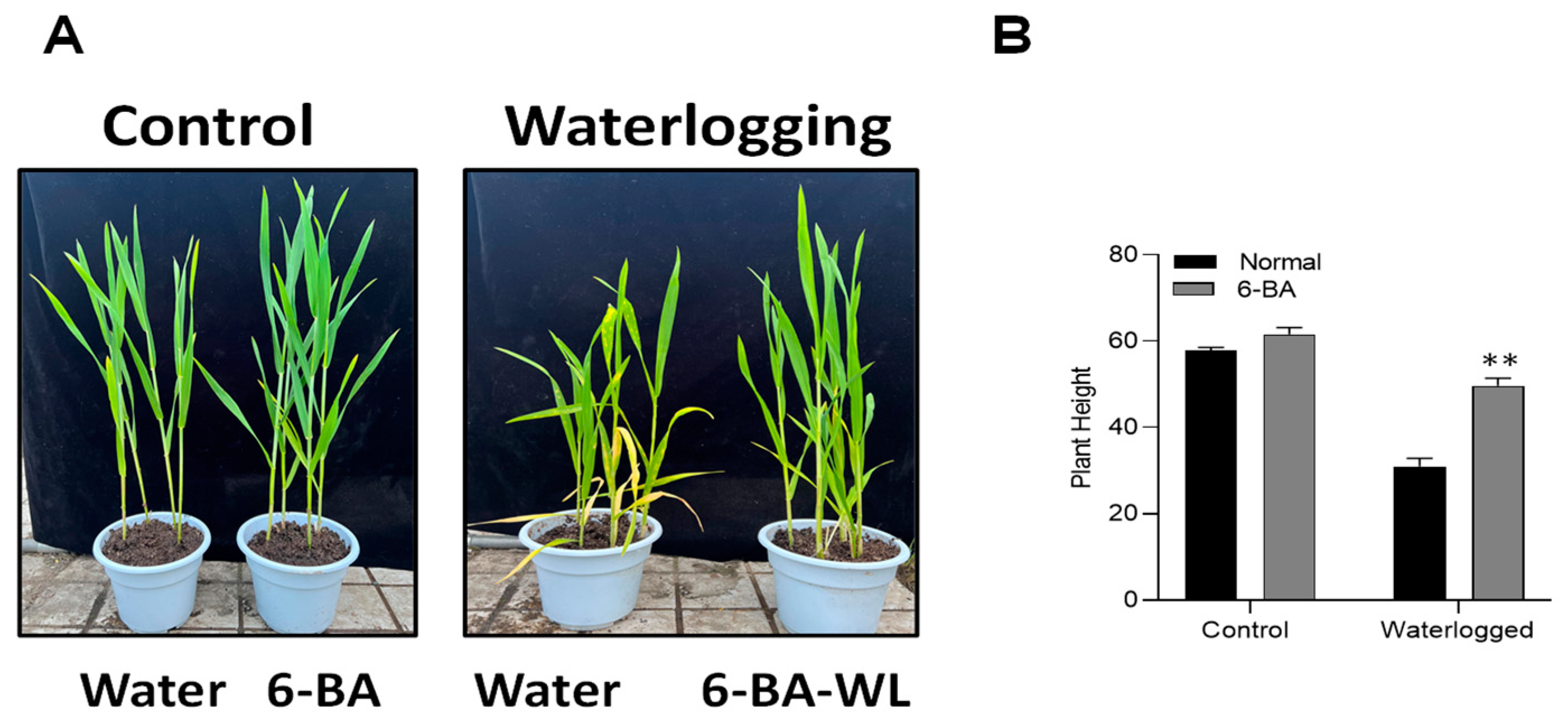 Plants 13 01991 g001